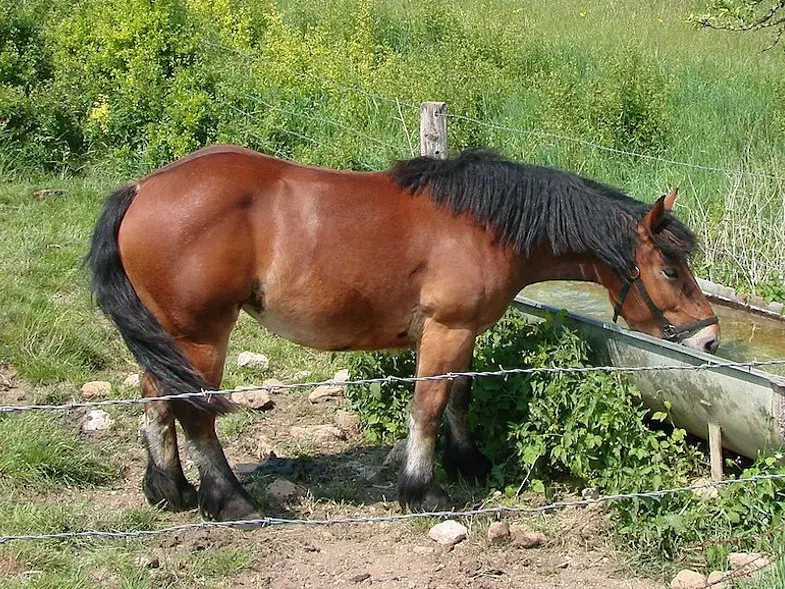 French Ardennais Horse 