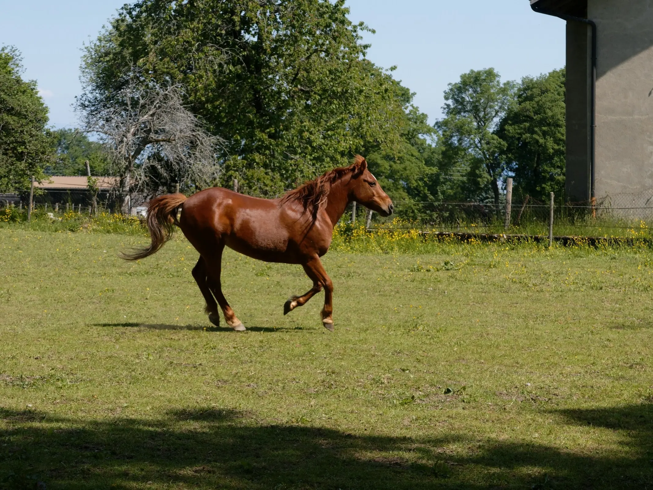 Selle Français Pony