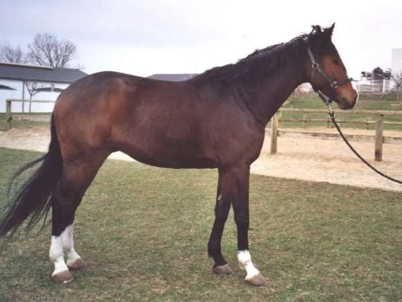 French Sport Horse