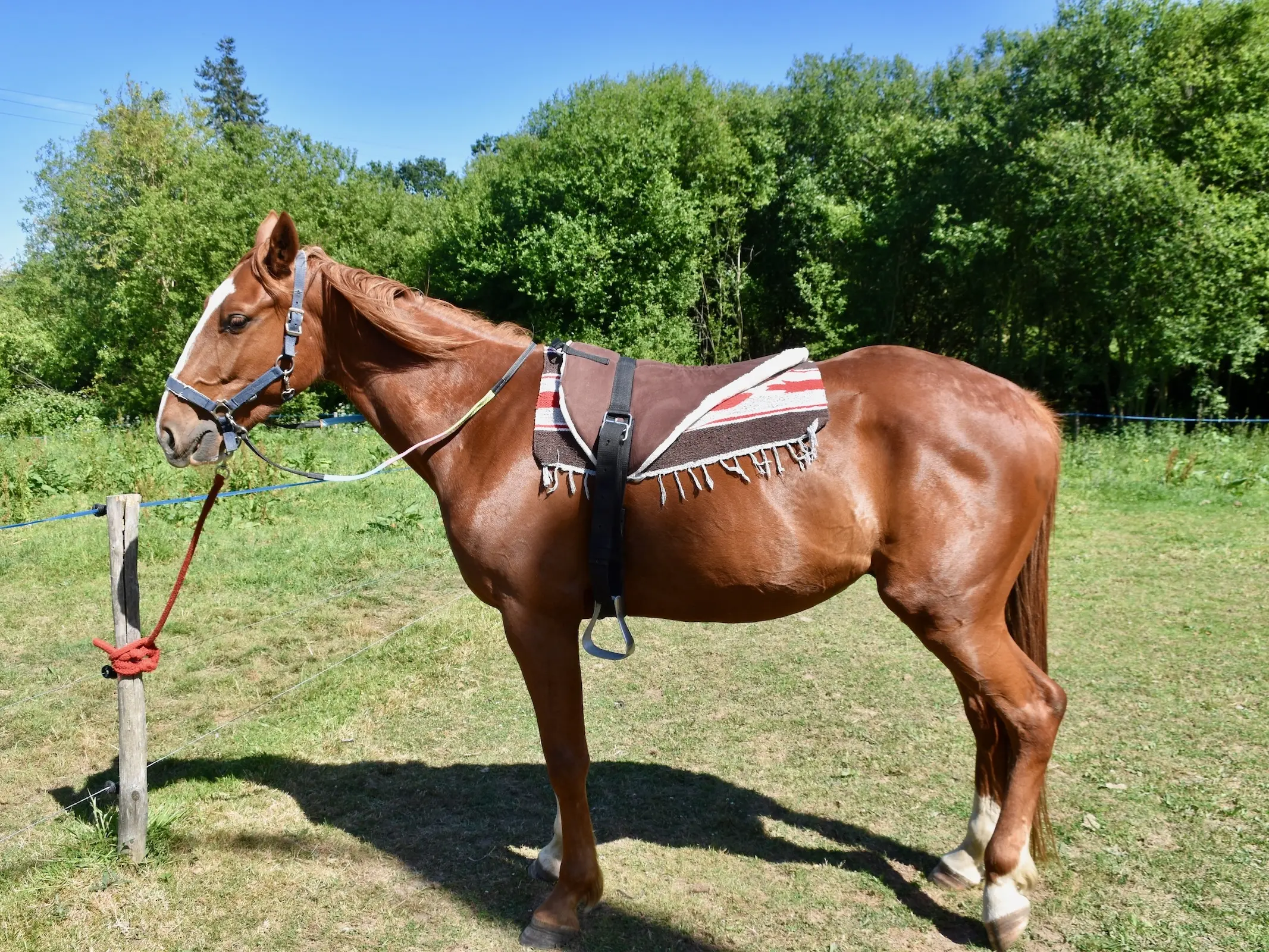 French Trotter - Horse Breeds