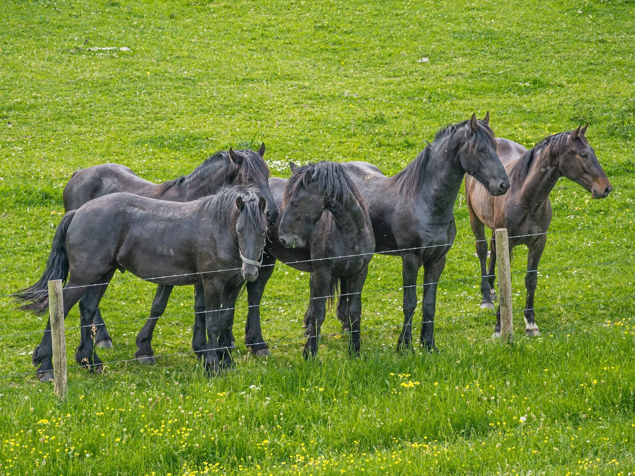 Friesian Horse