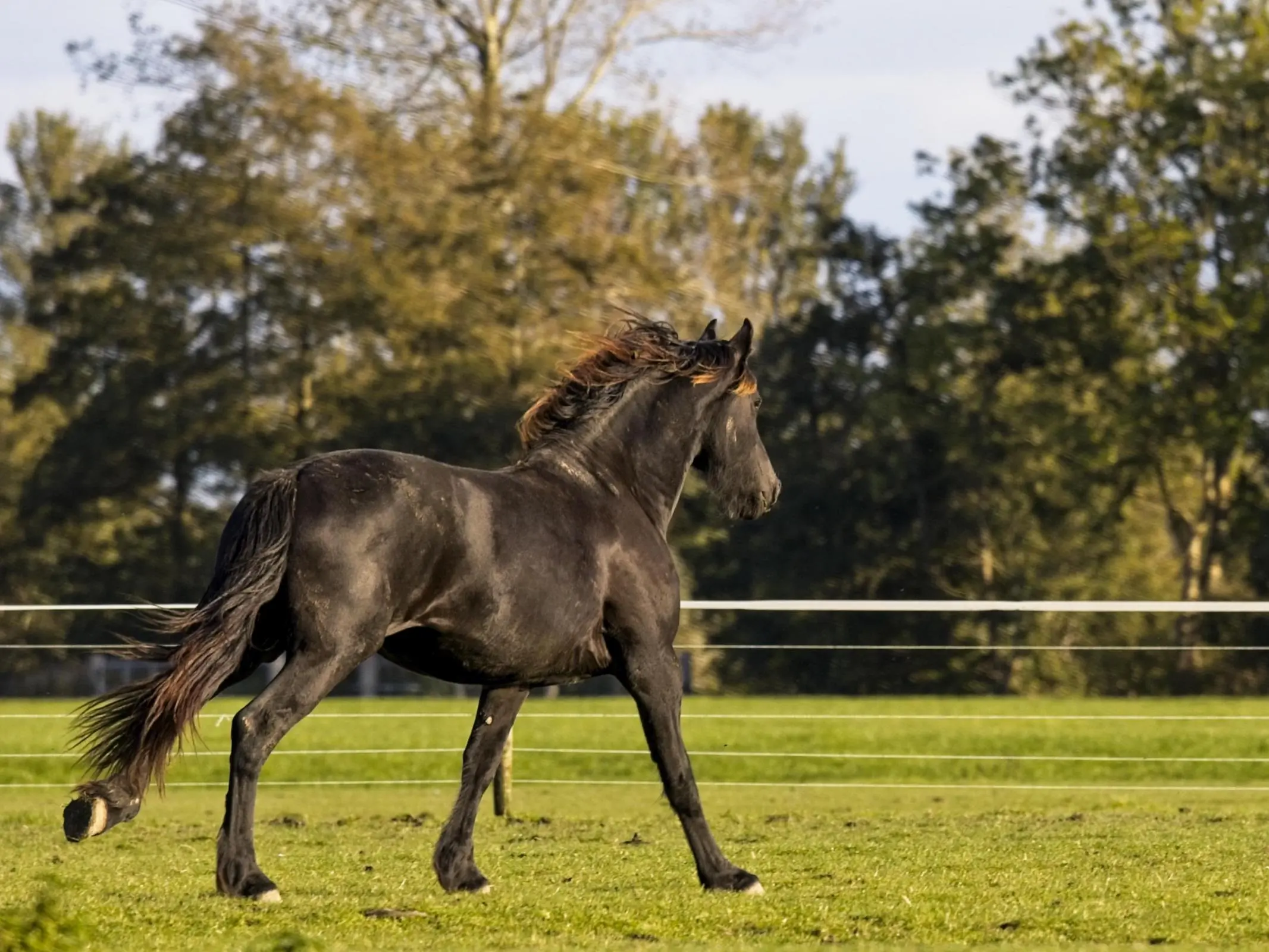 Friesian Horse