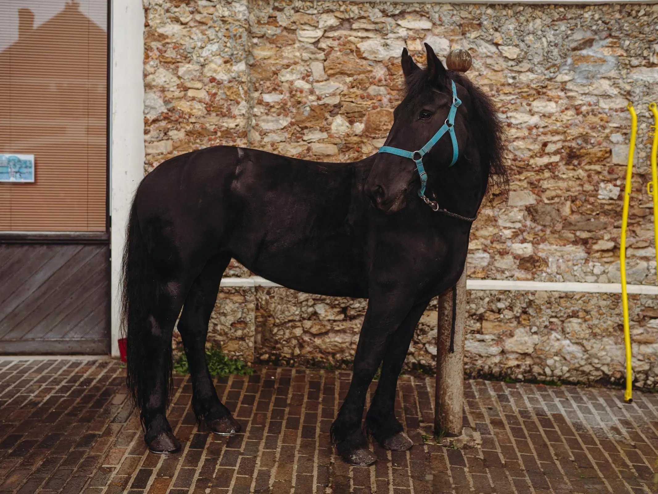 Friesian Sporthorse