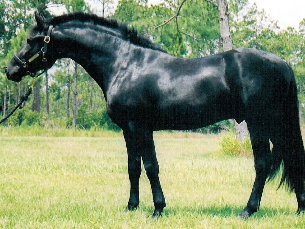 Friesian Sporthorse