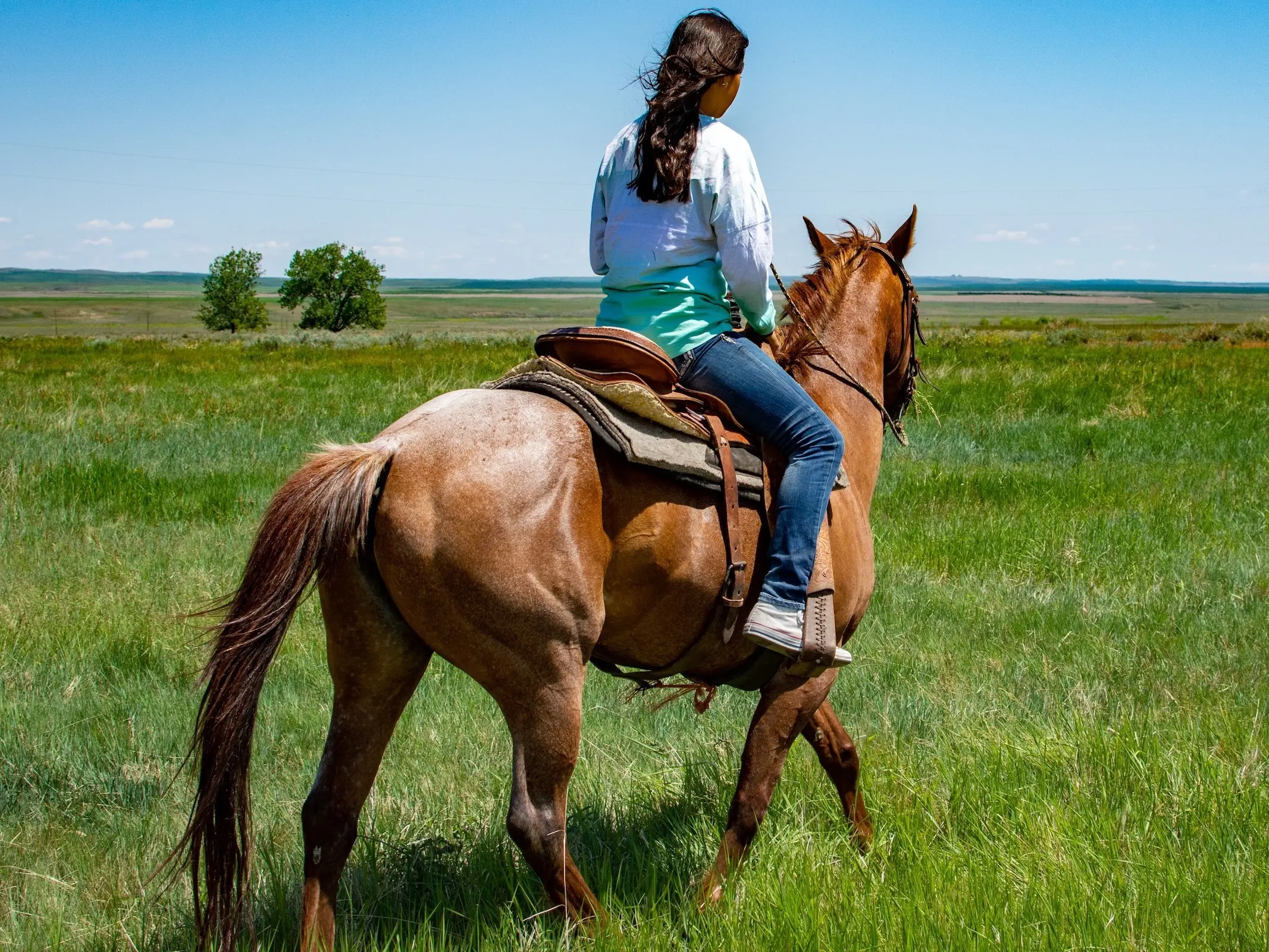 Frost Appaloosa horse