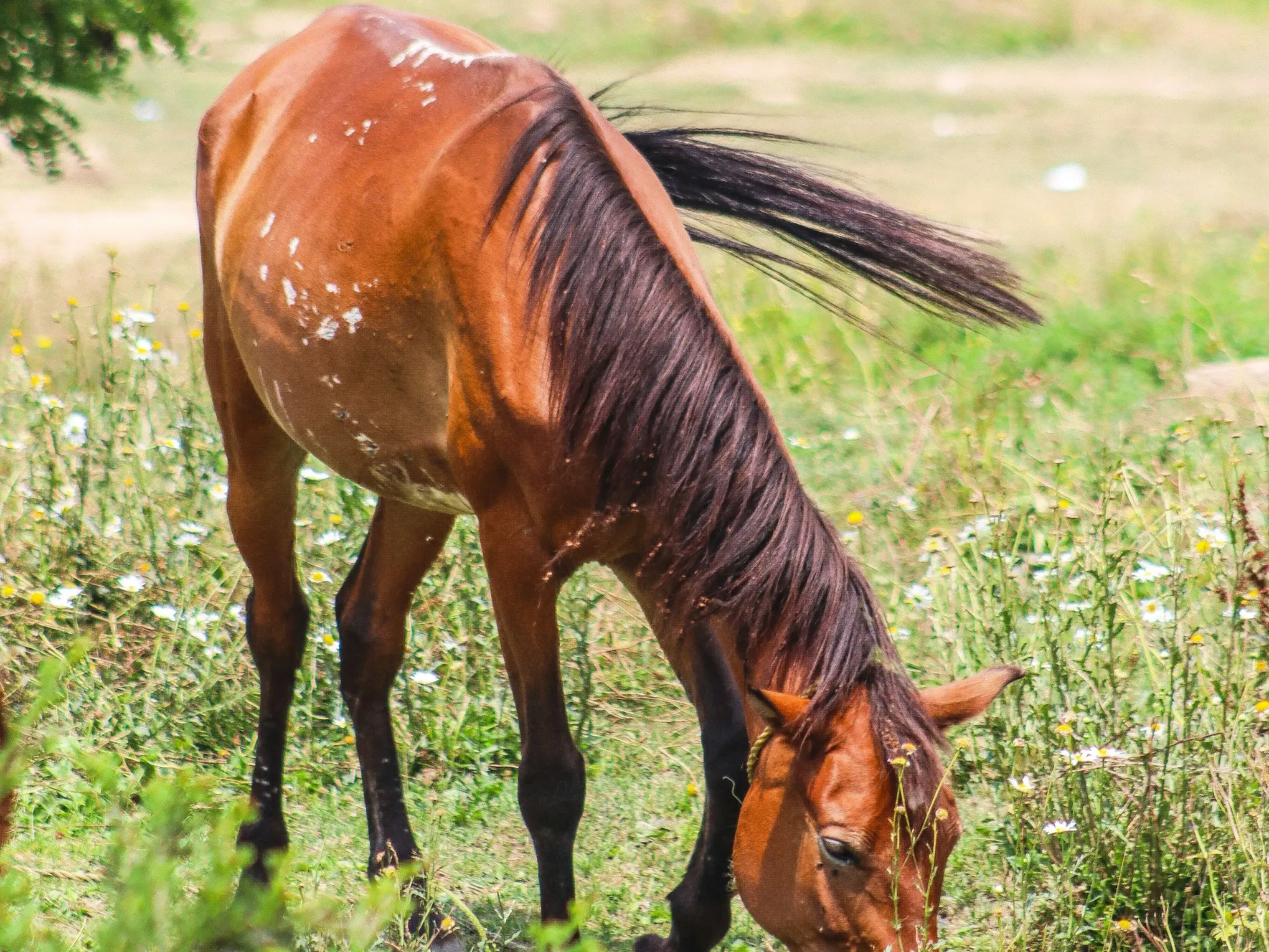 Horse with fungus marks