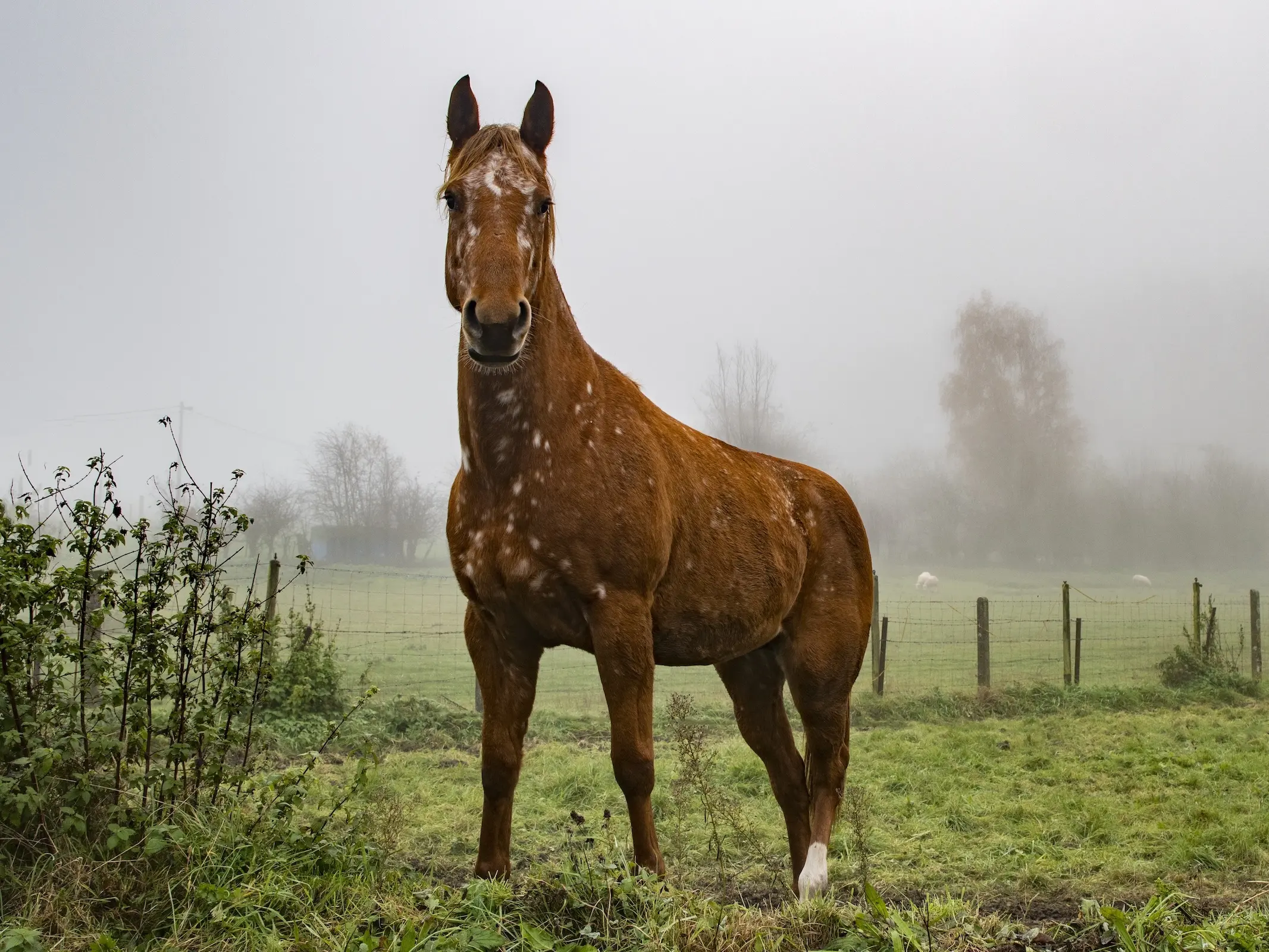 Horse with fungal marks on it's face and neck