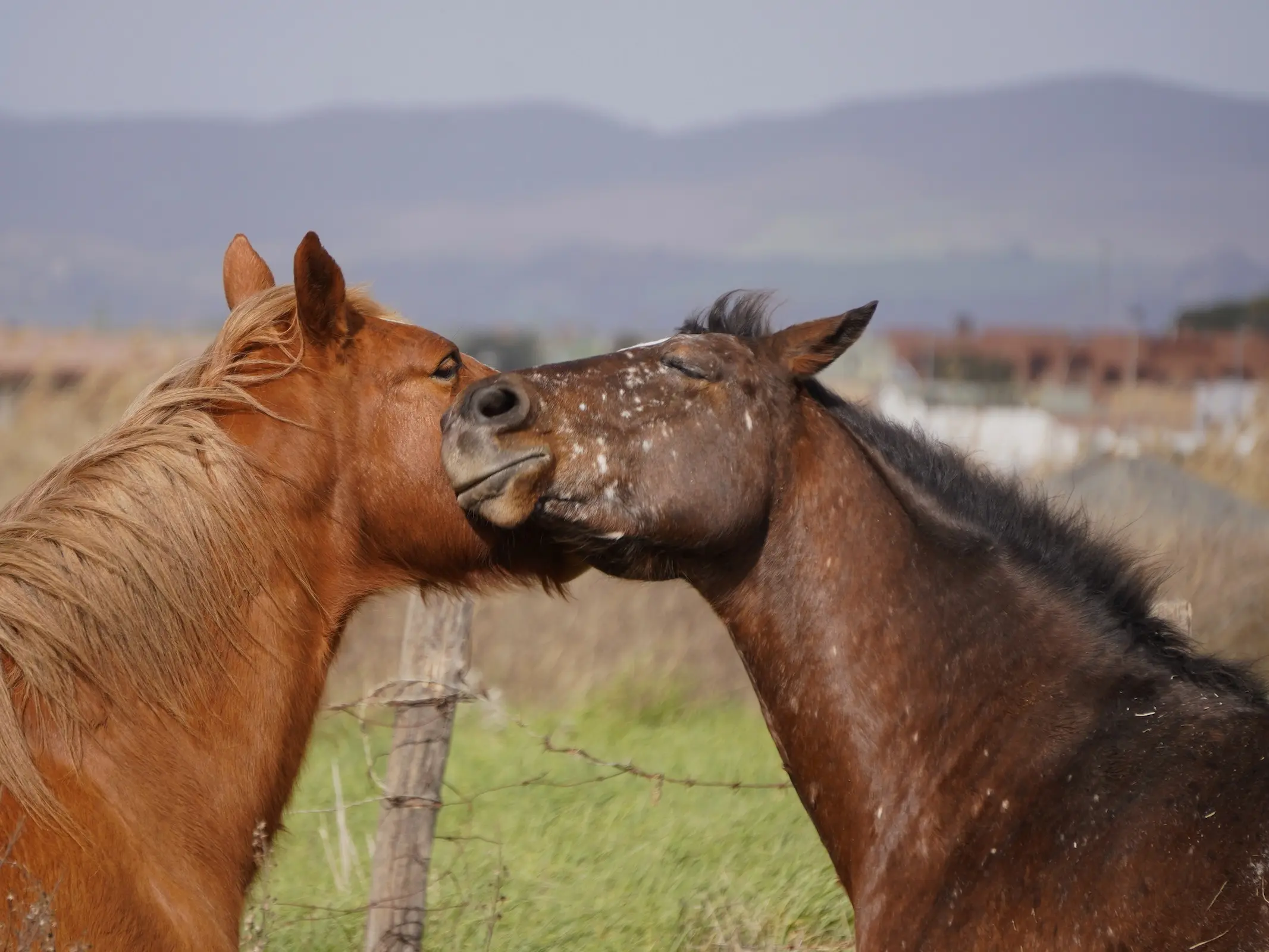 Horse with fungus marks