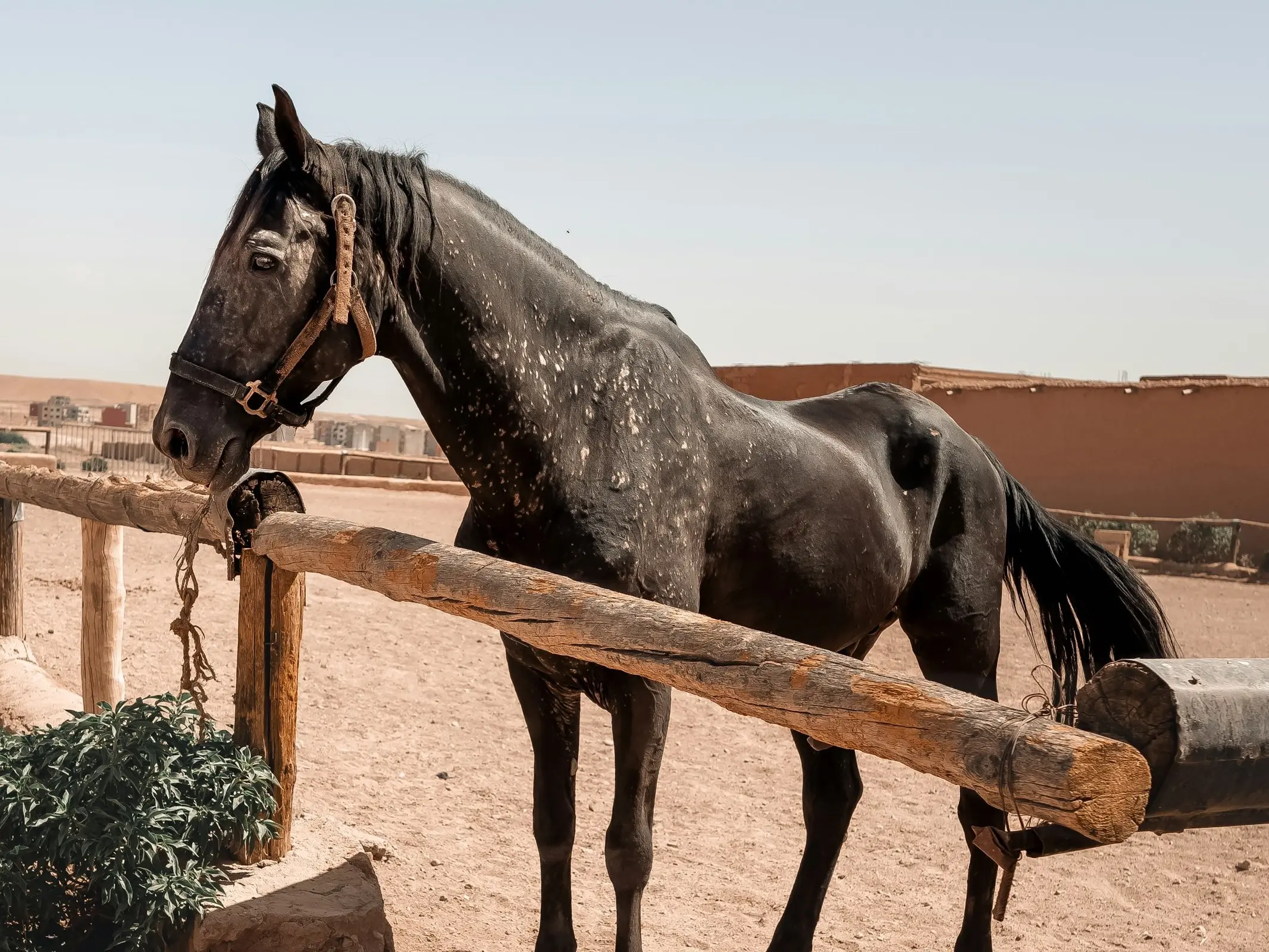 Horse with fungus marks