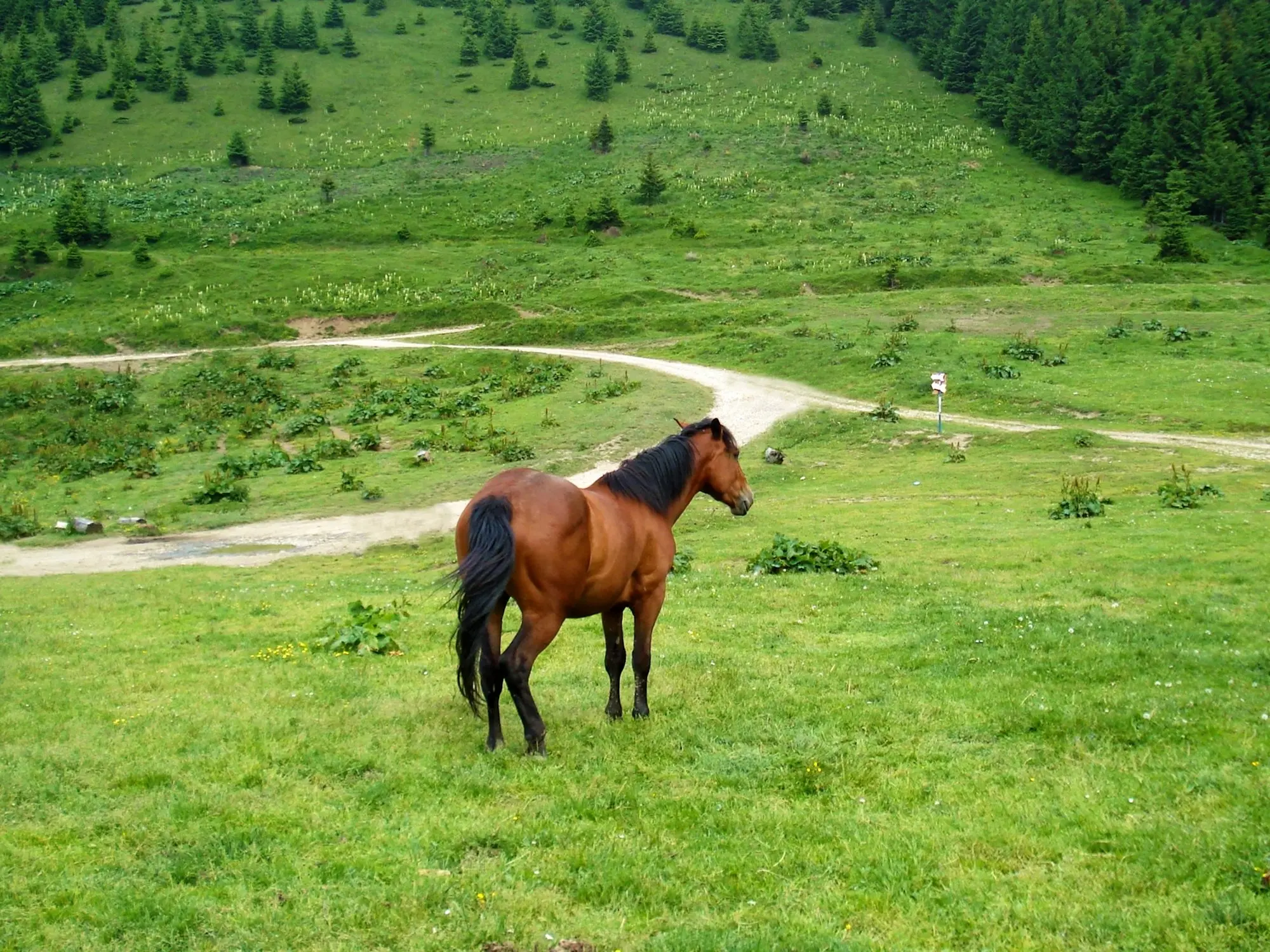 Furioso Horse