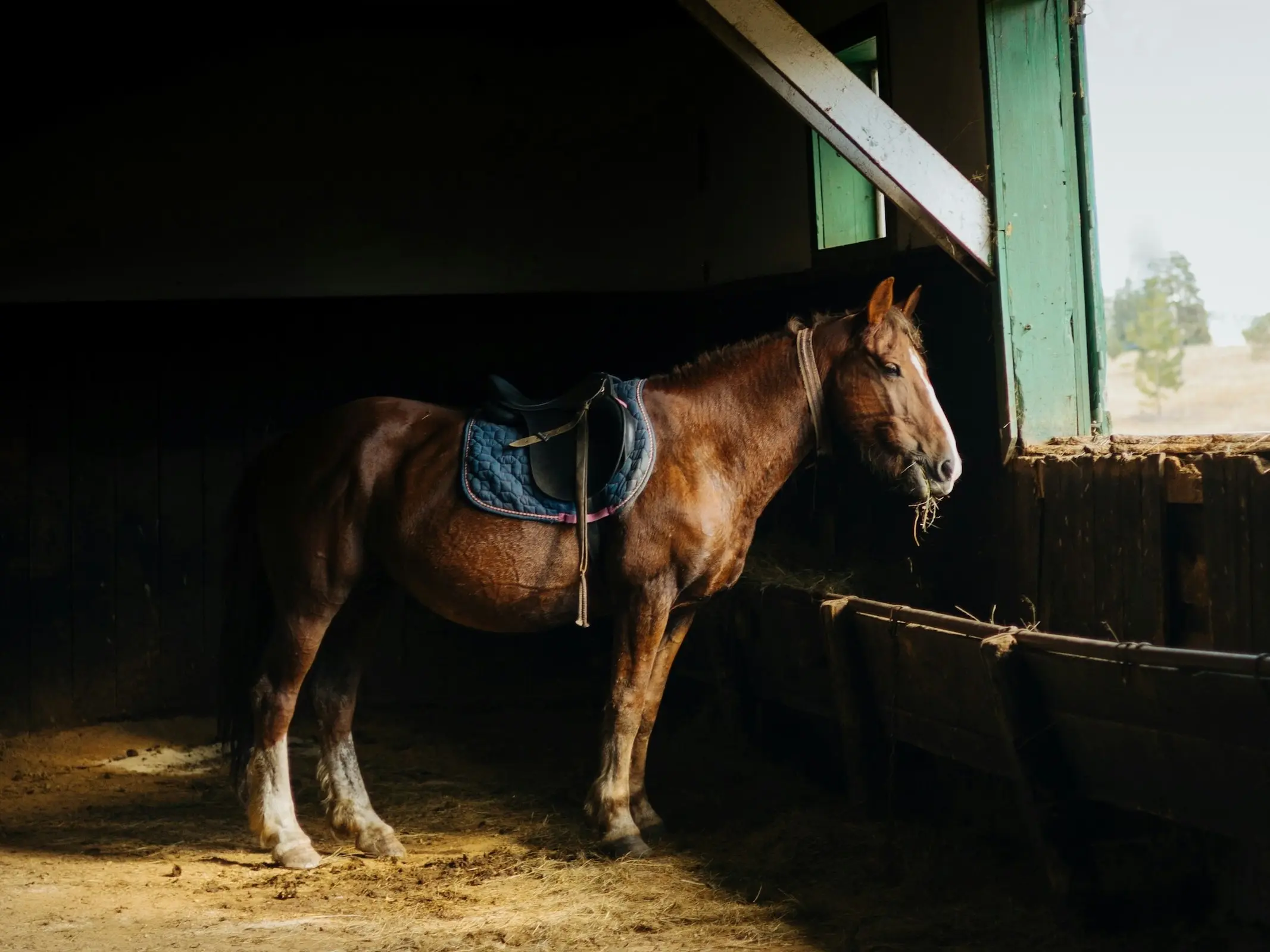 Furioso Horse