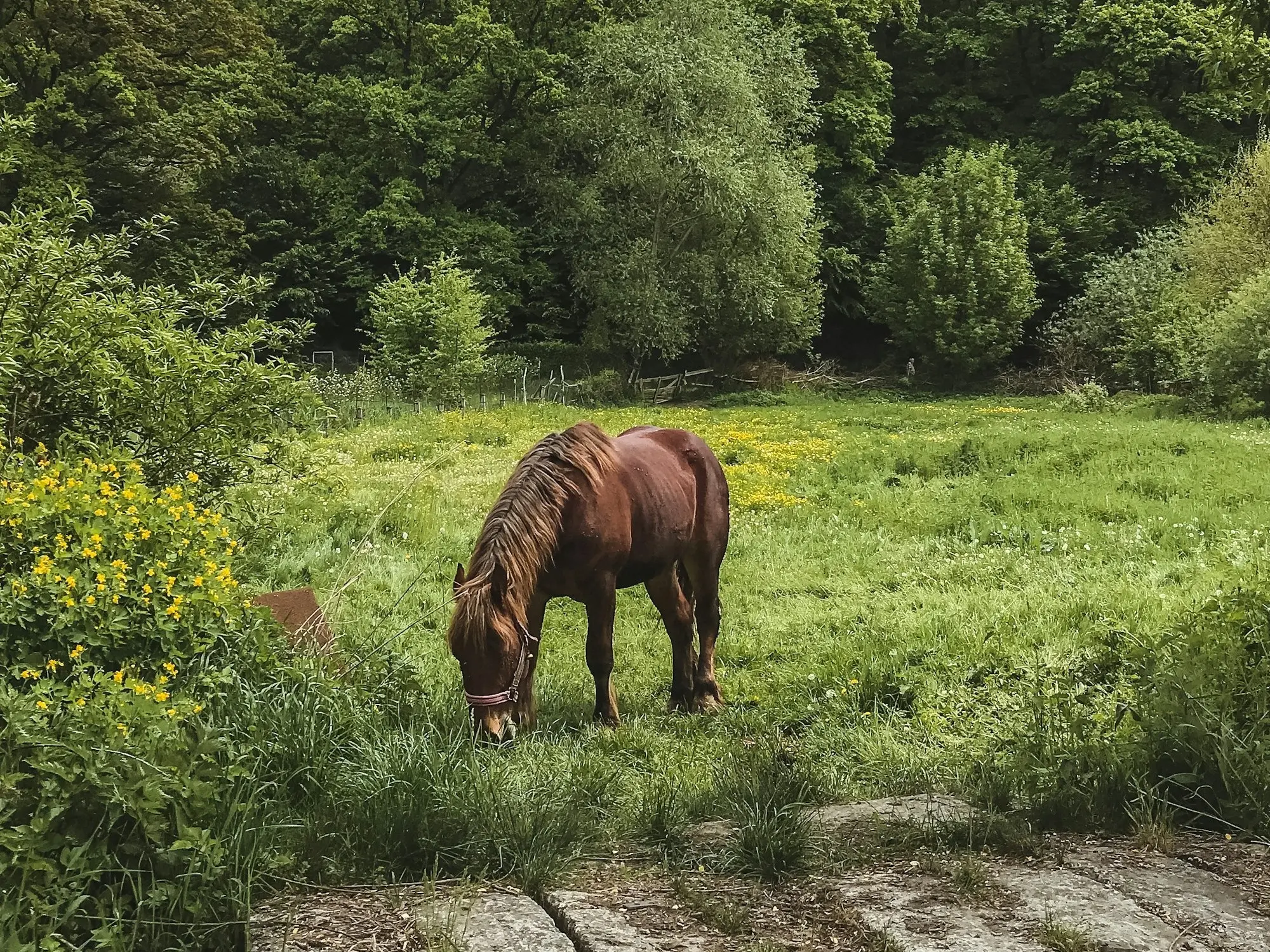 Furioso Horse