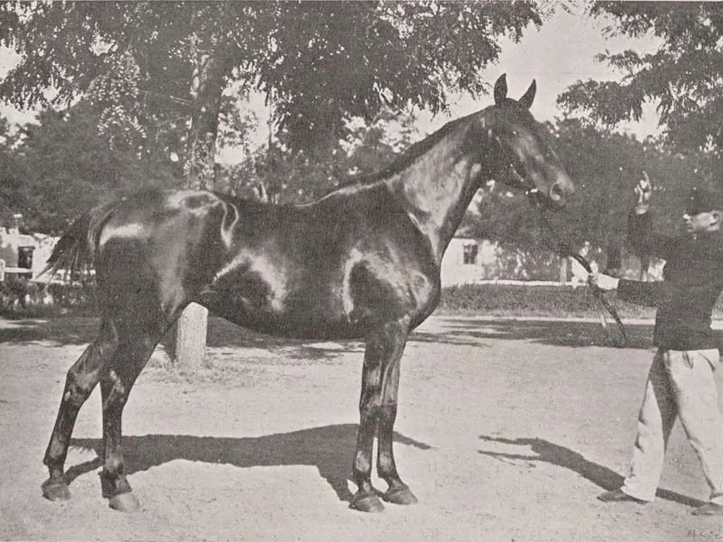 Furioso Horse