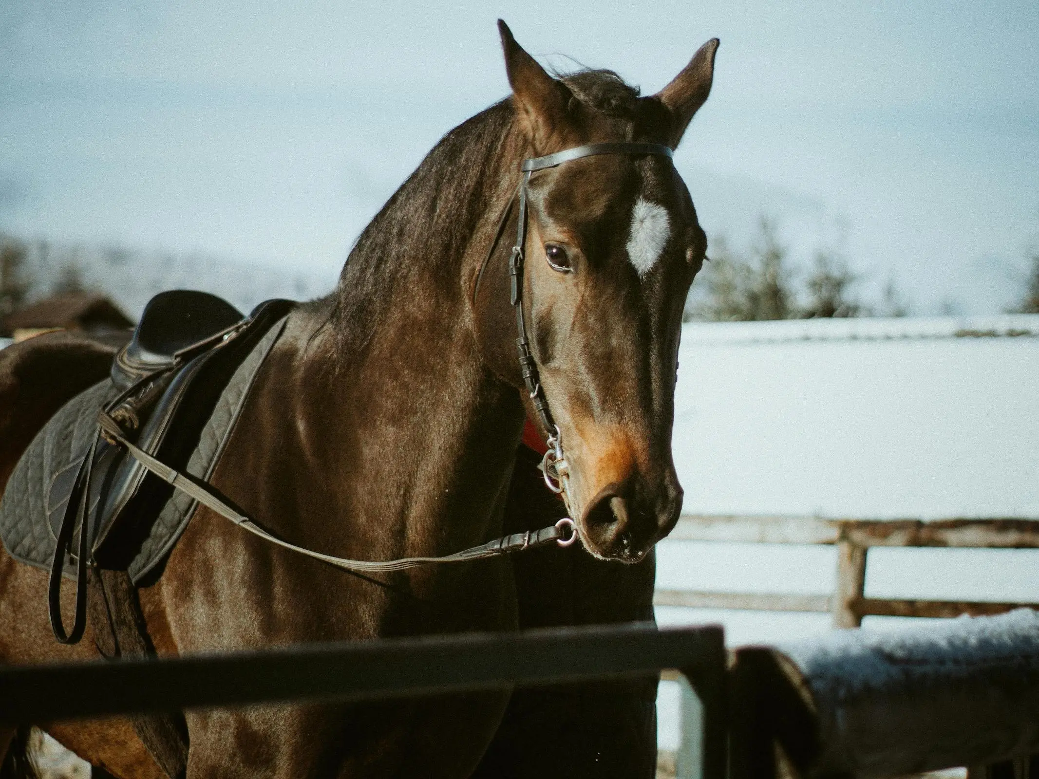 Furioso Horse