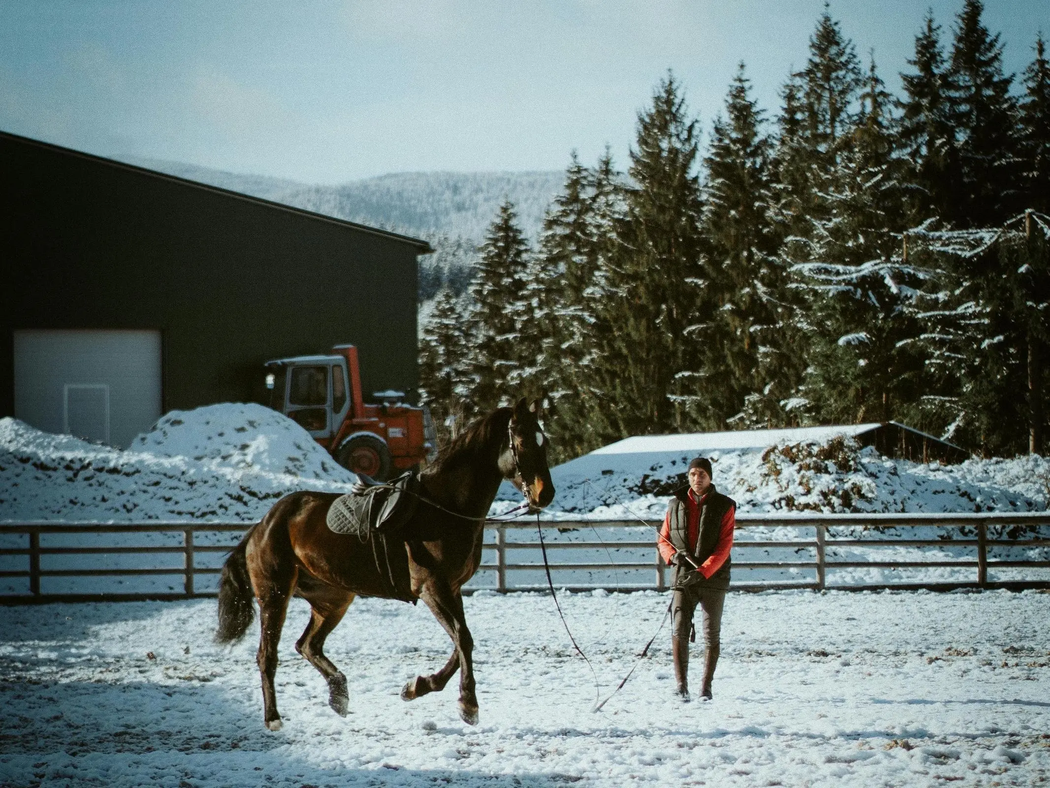 Furioso Horse