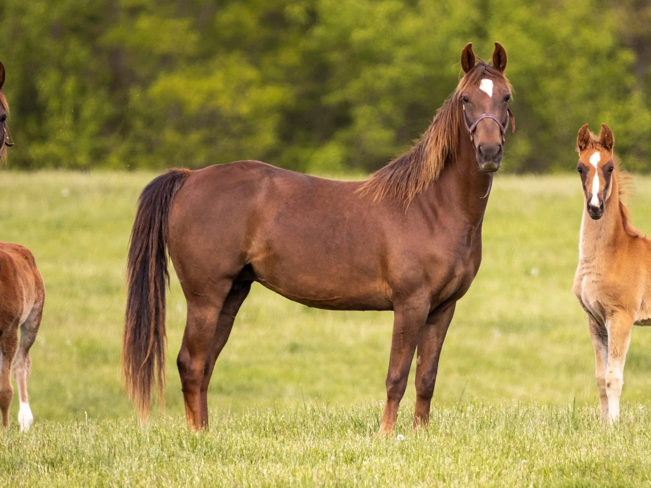 American Saddlebred horse