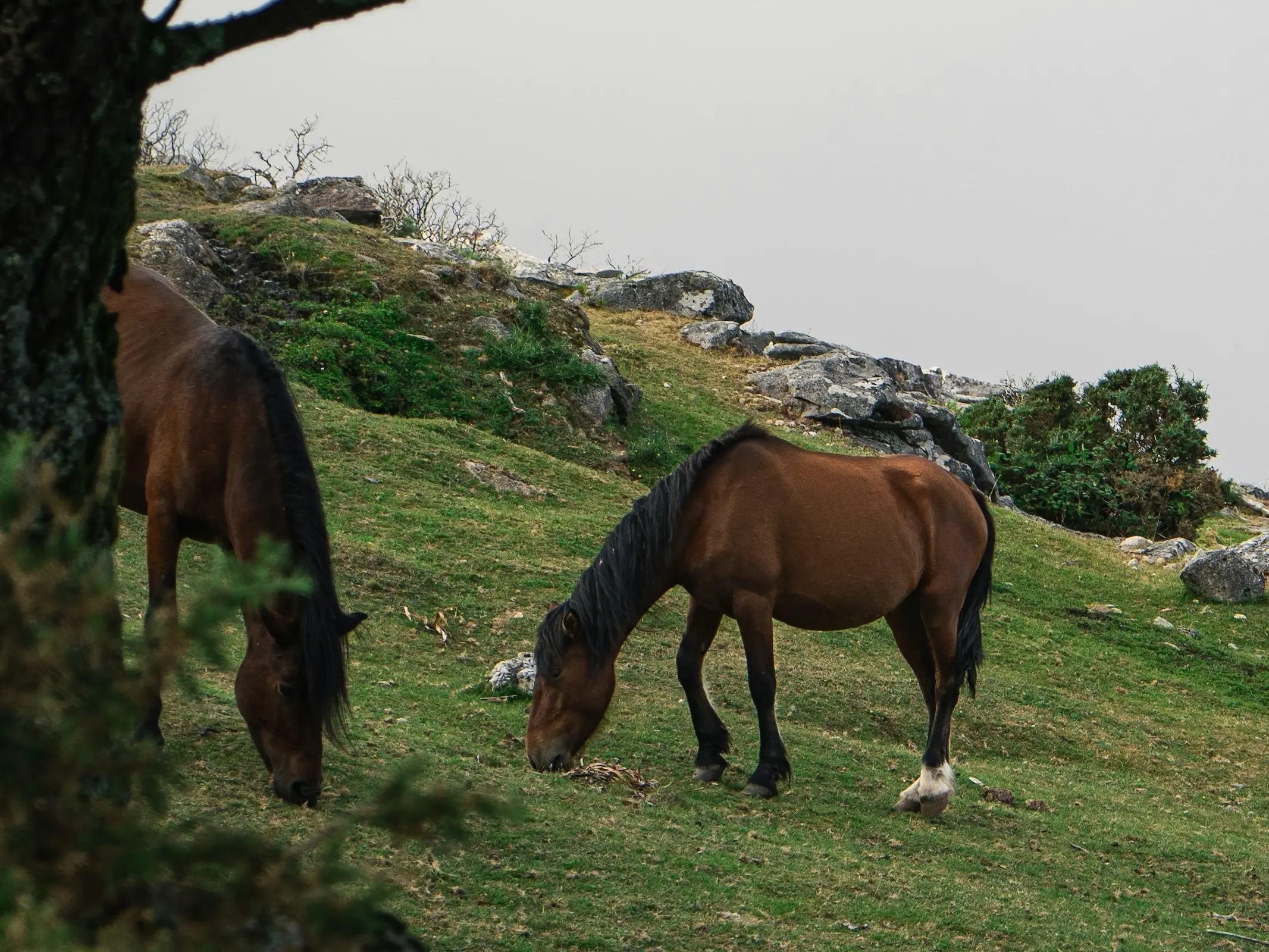 Galician Pony