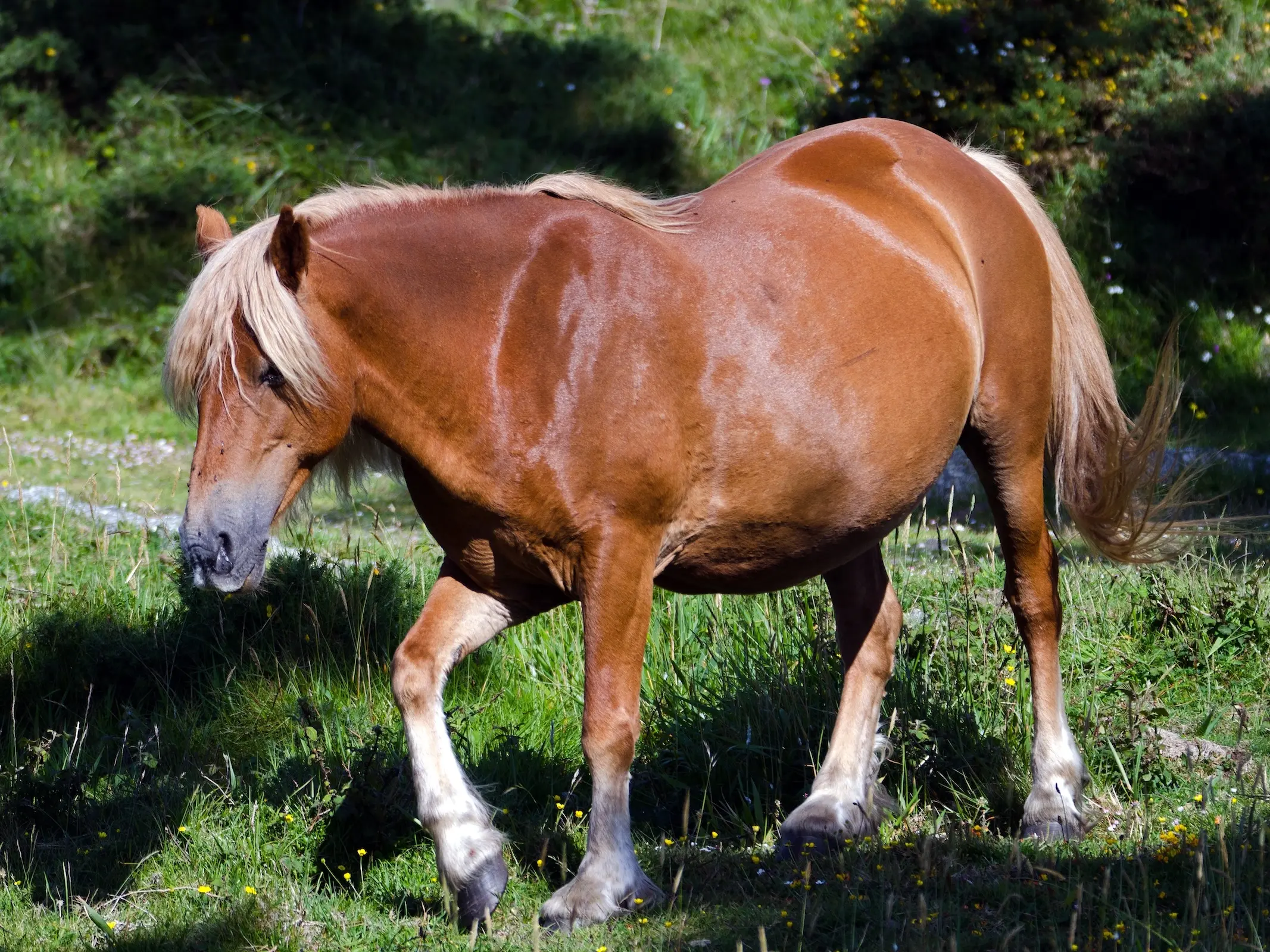 Poney Gallego