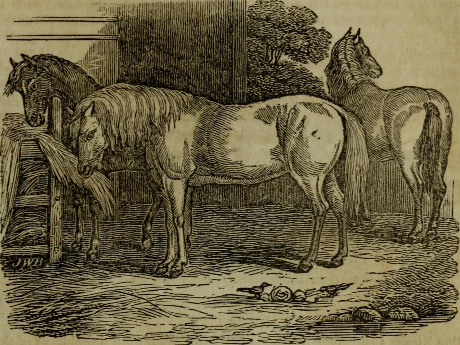 Galloway Pony