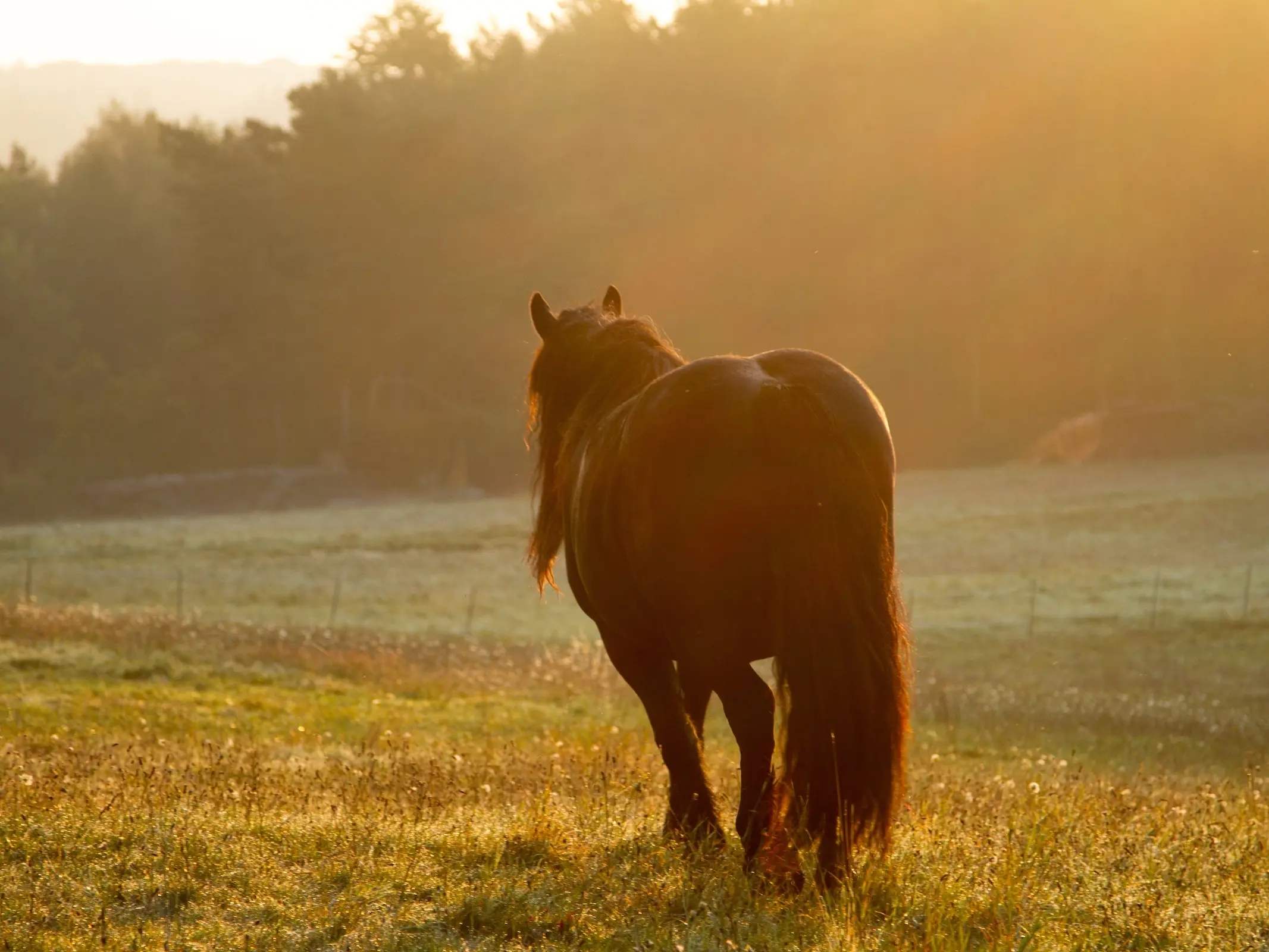 Galloway Pony