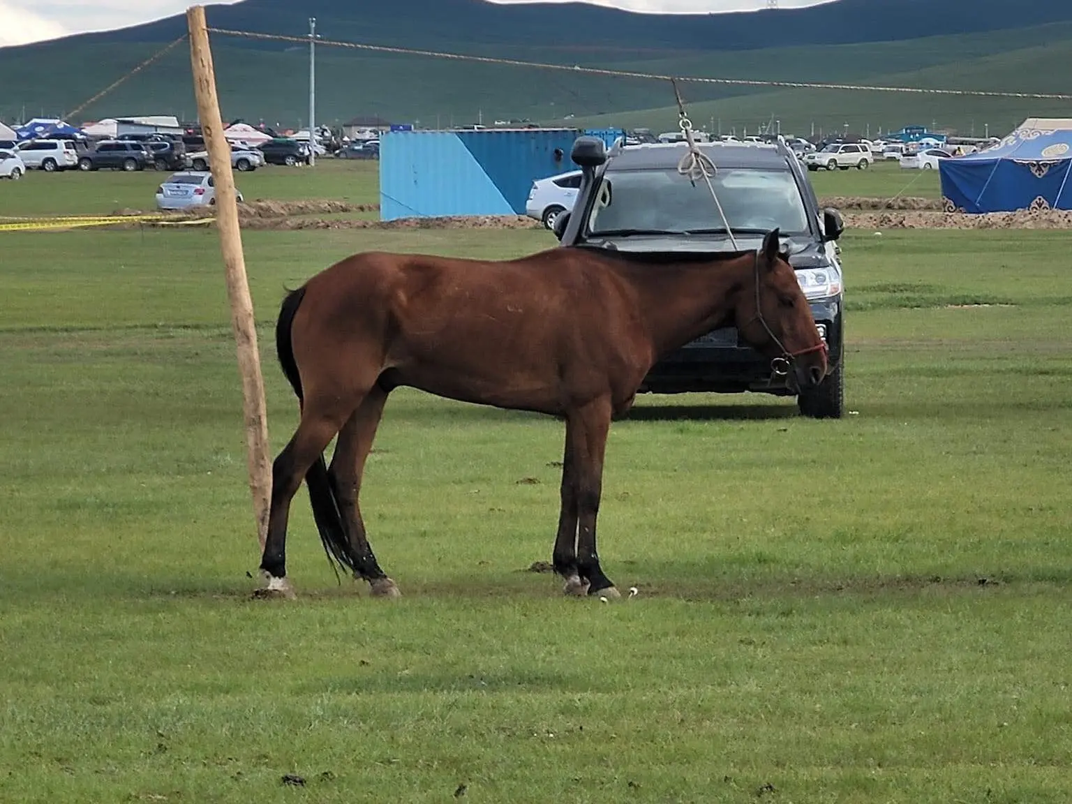 Galshar Horse