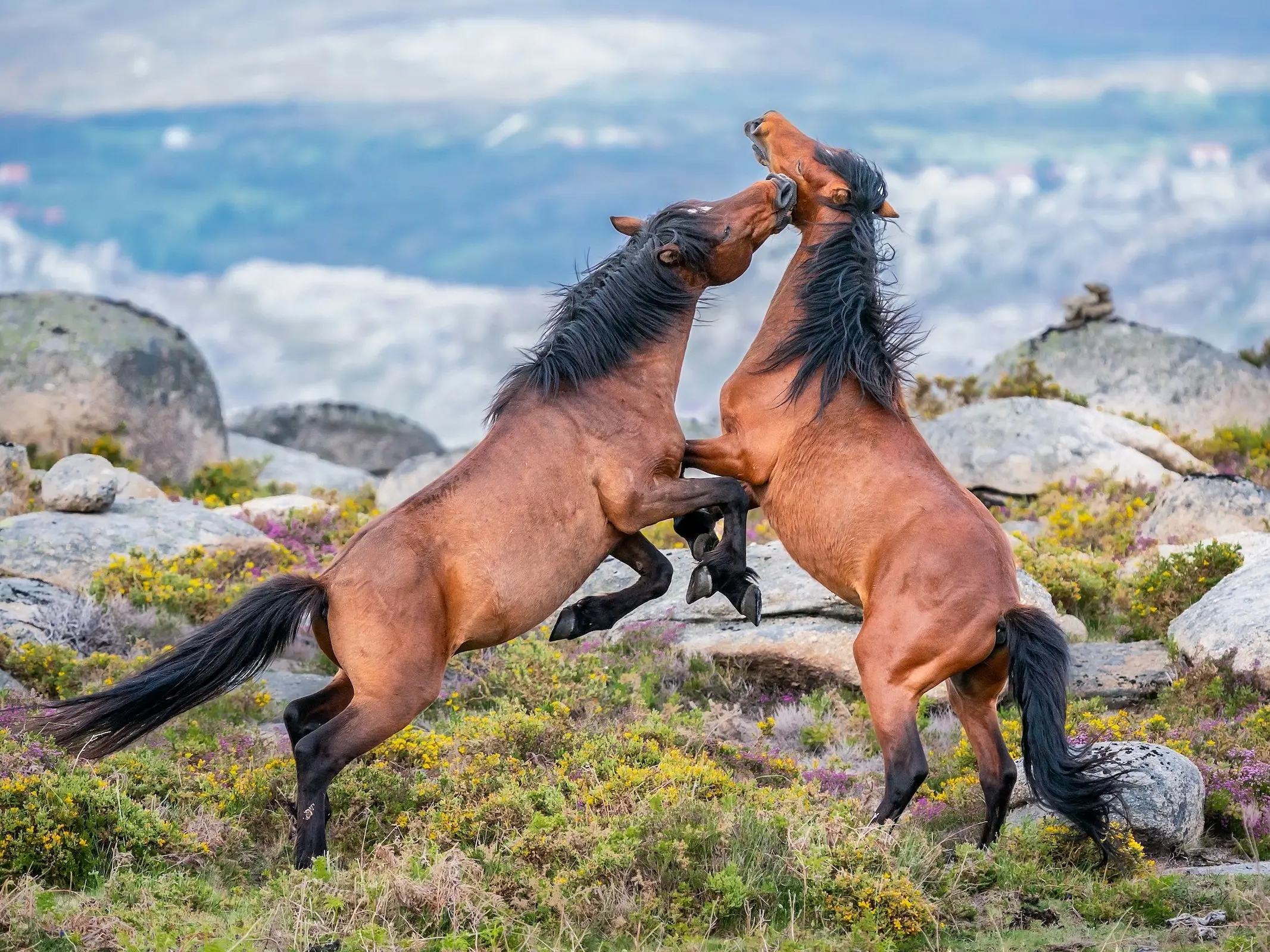 Garrano Pony