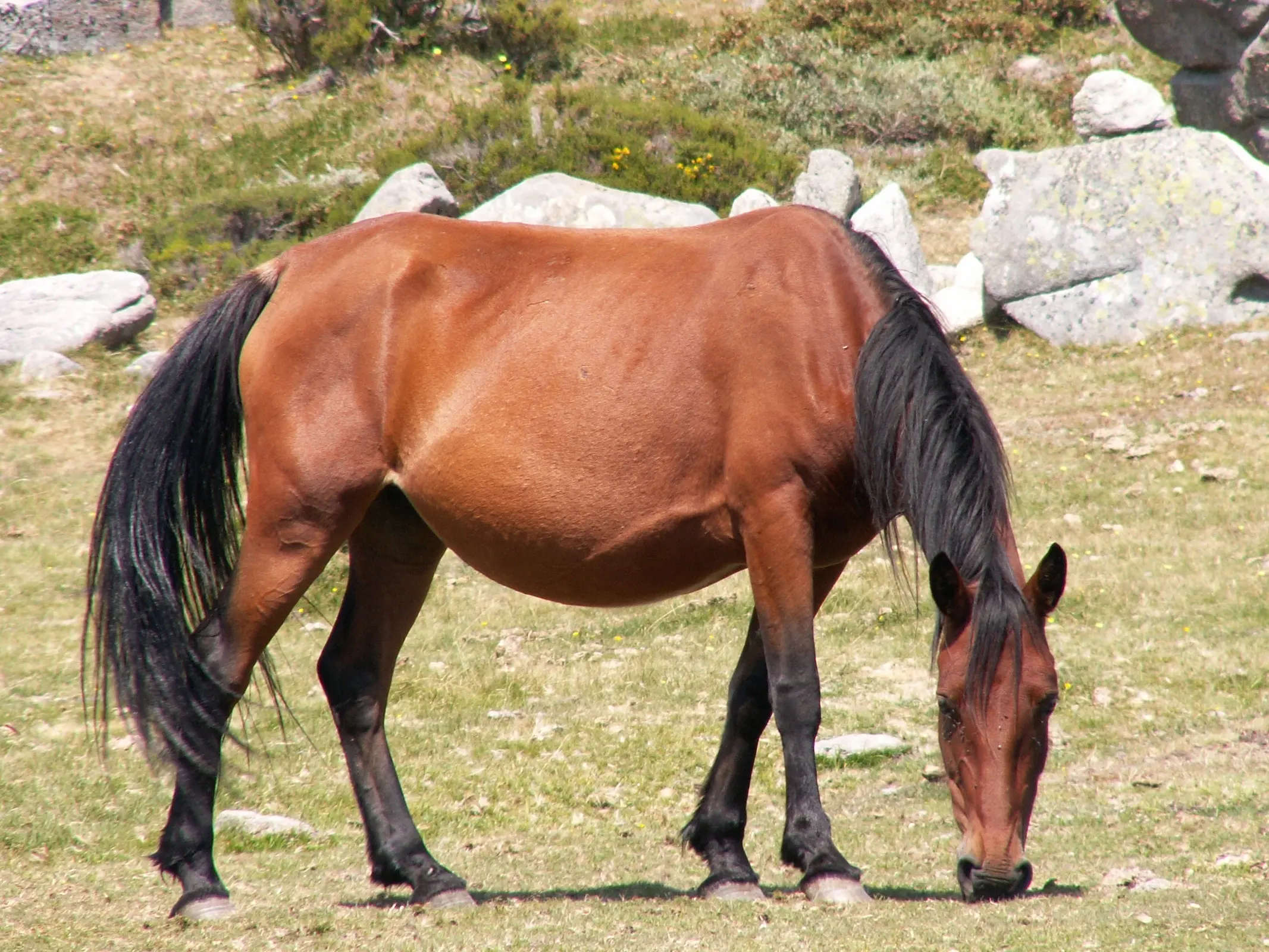 Garrano Pony