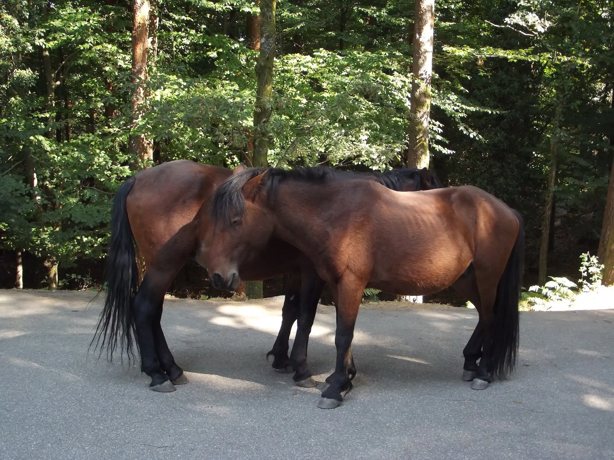 Garrano Pony