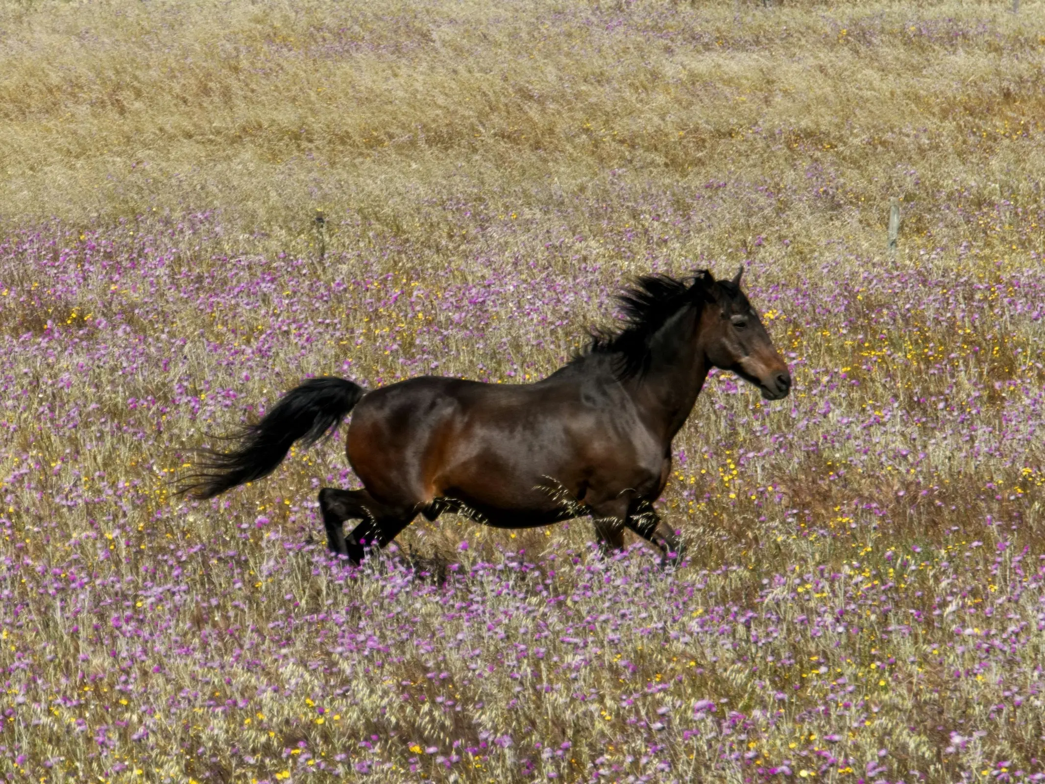 Garrano Pony