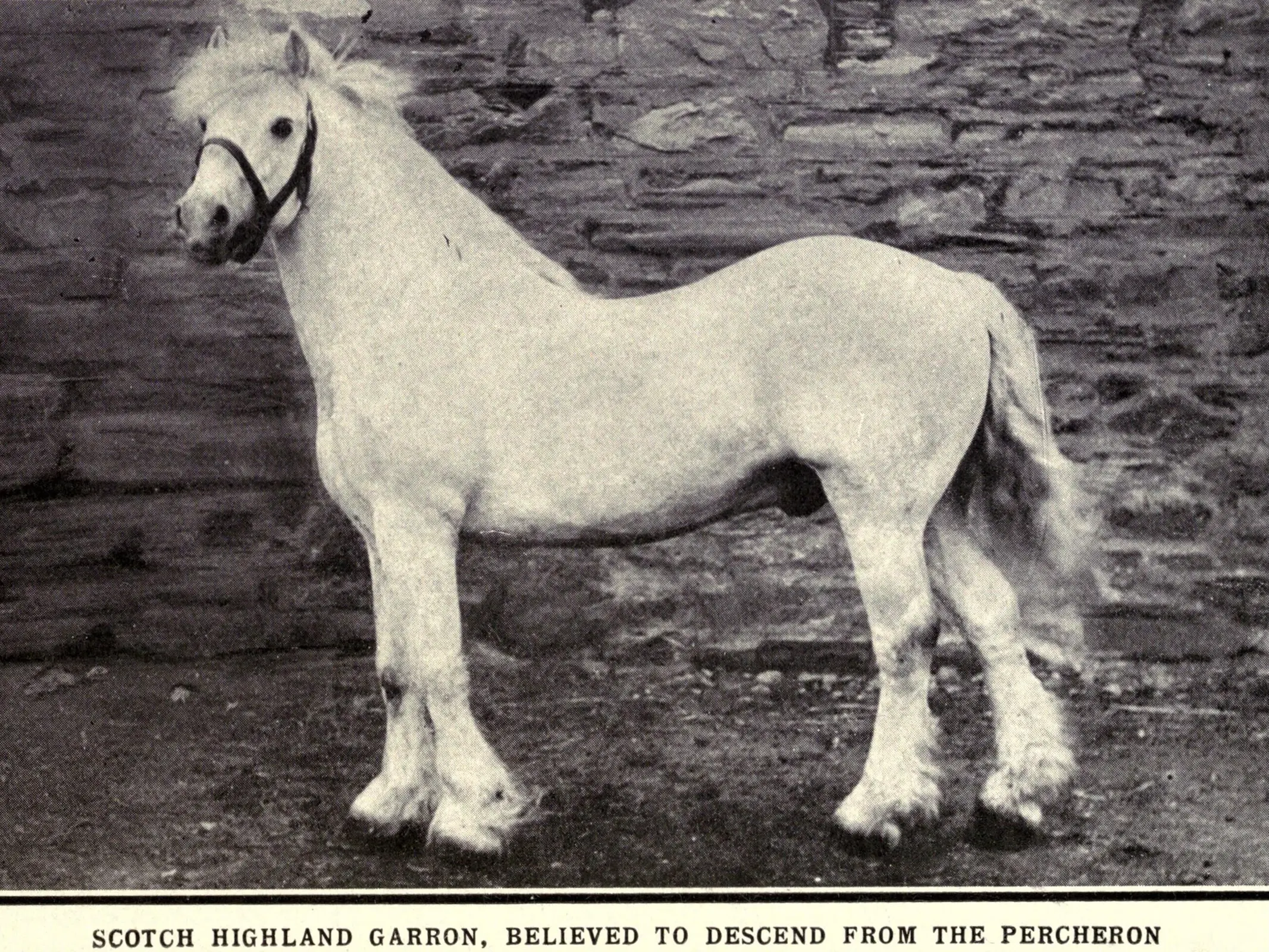 Garron Horse