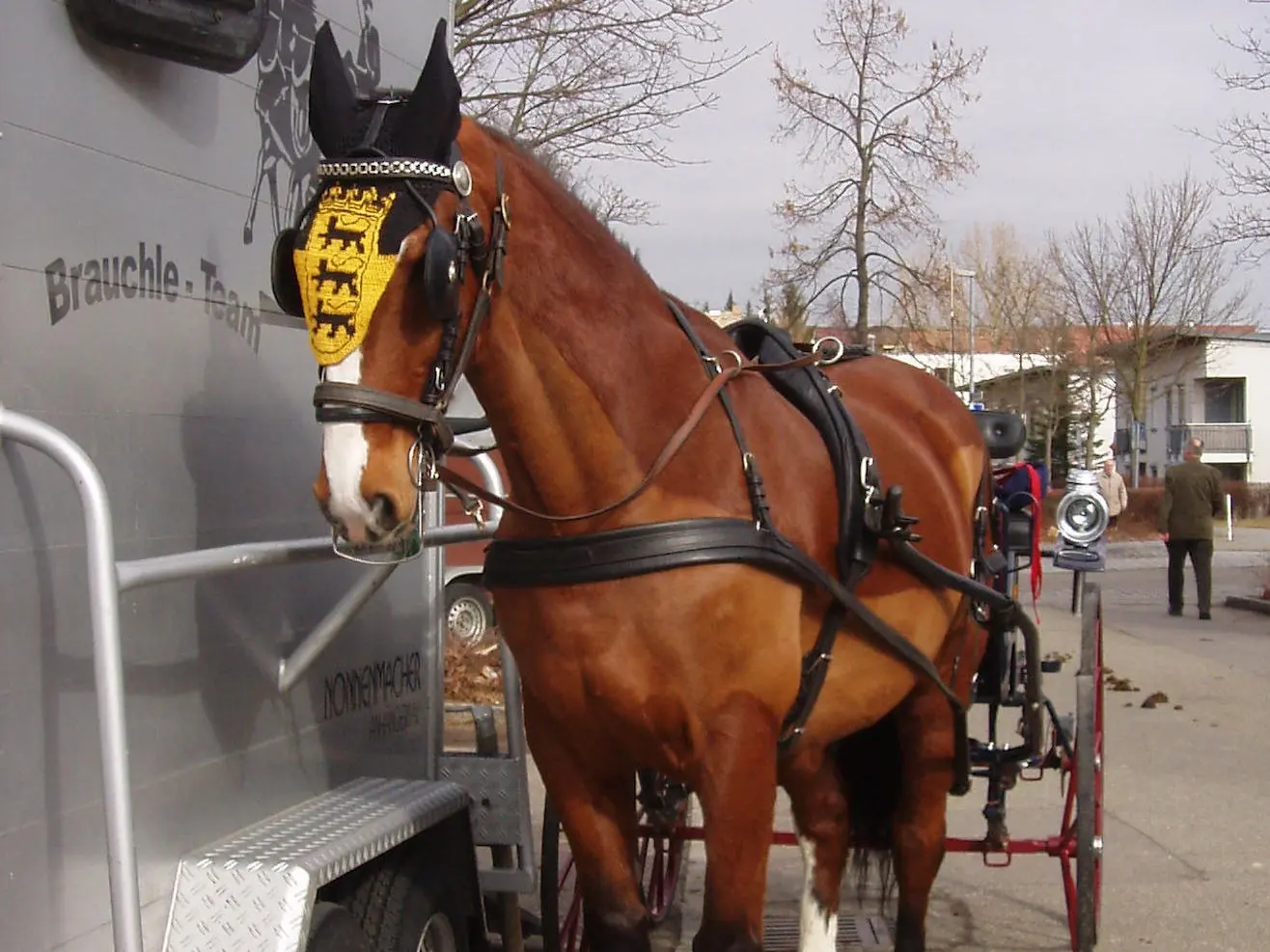 Gelderland Horse