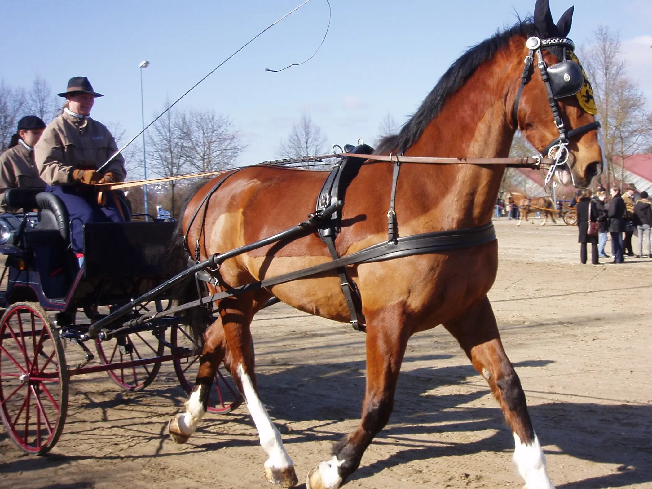 Gelderland Horse