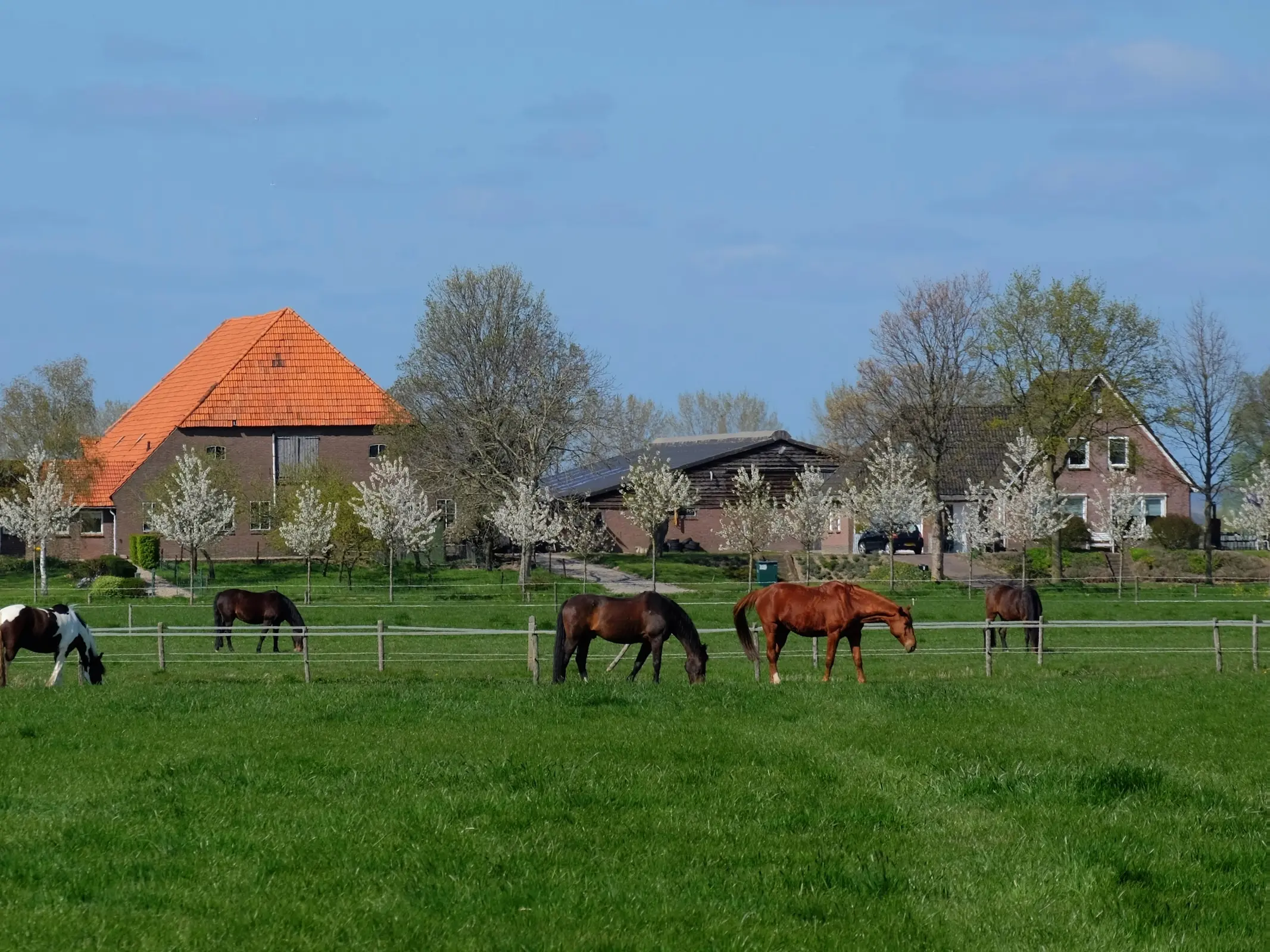 Gelderland Horse