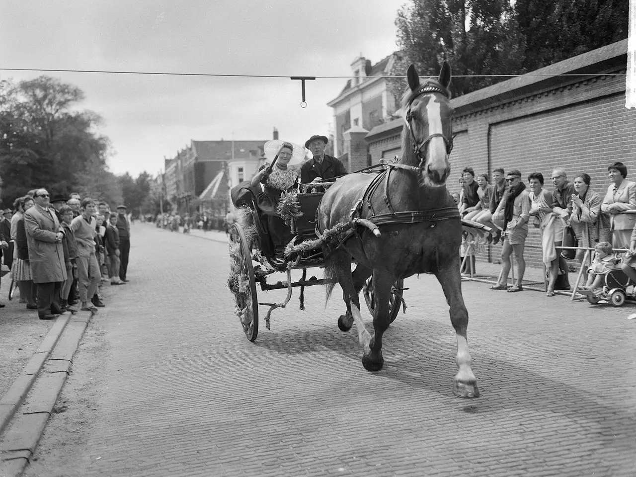 Gelderland Horse