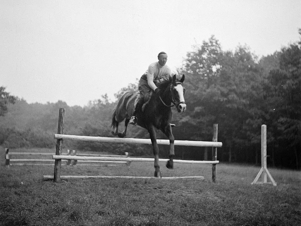 Gelderland Horse