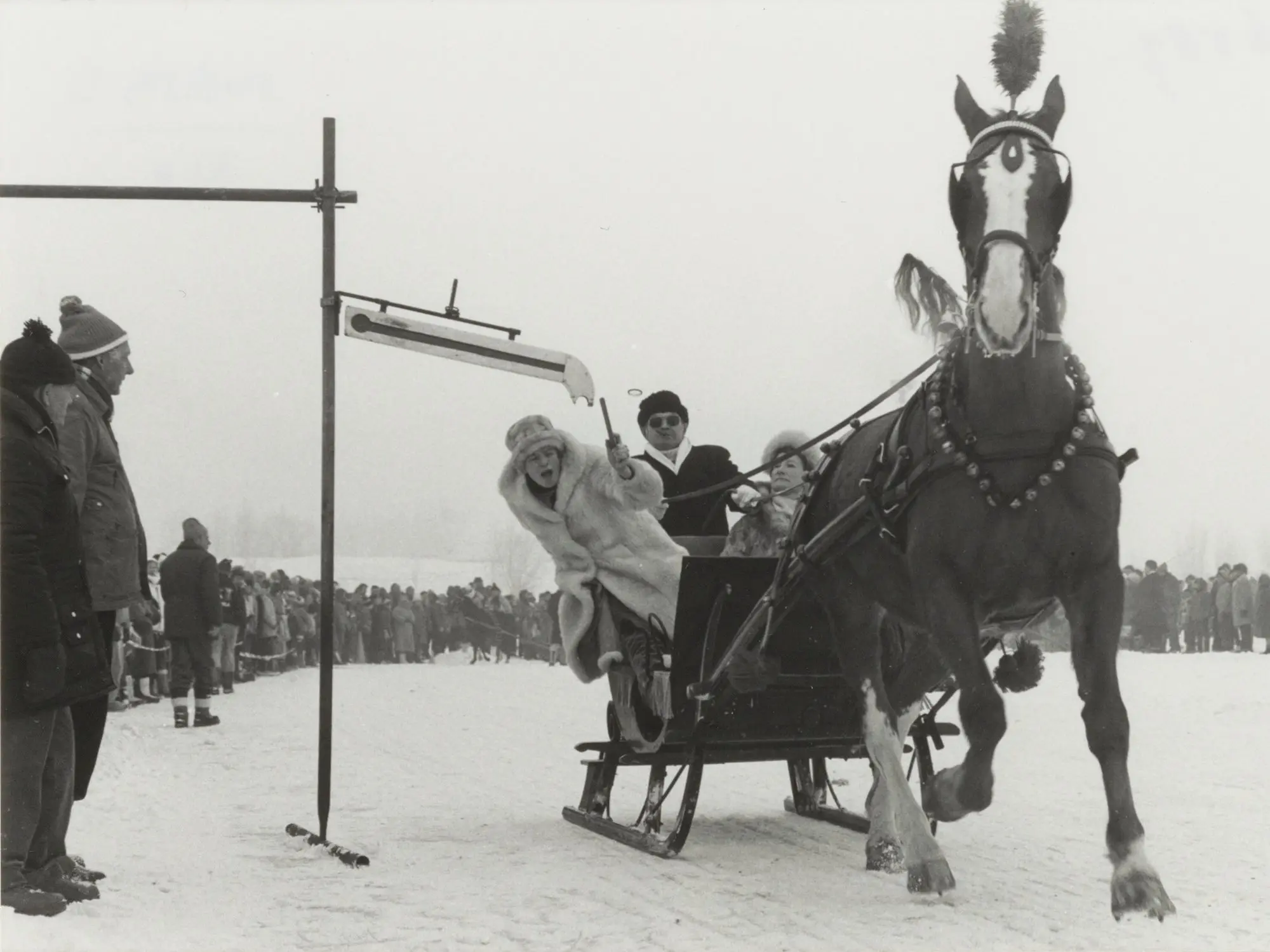 Gelderland Horse