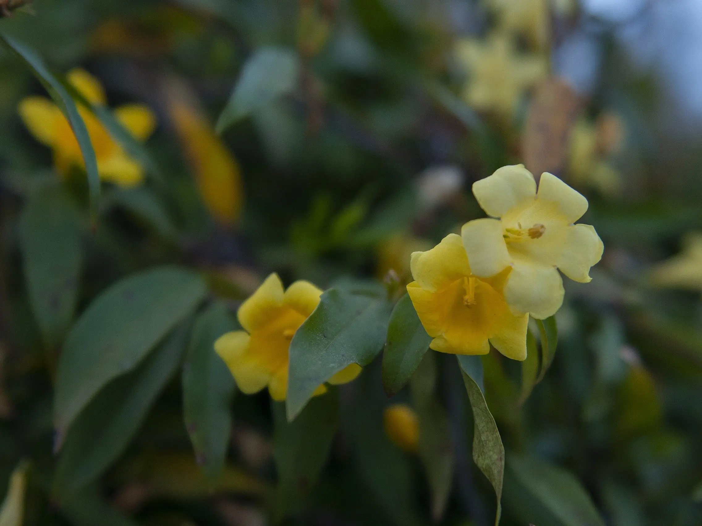 Evening Trumpet Flower