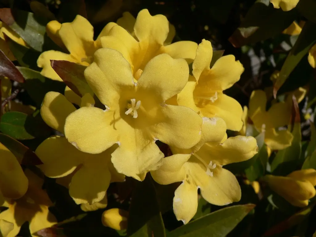 Yellow Jasmine