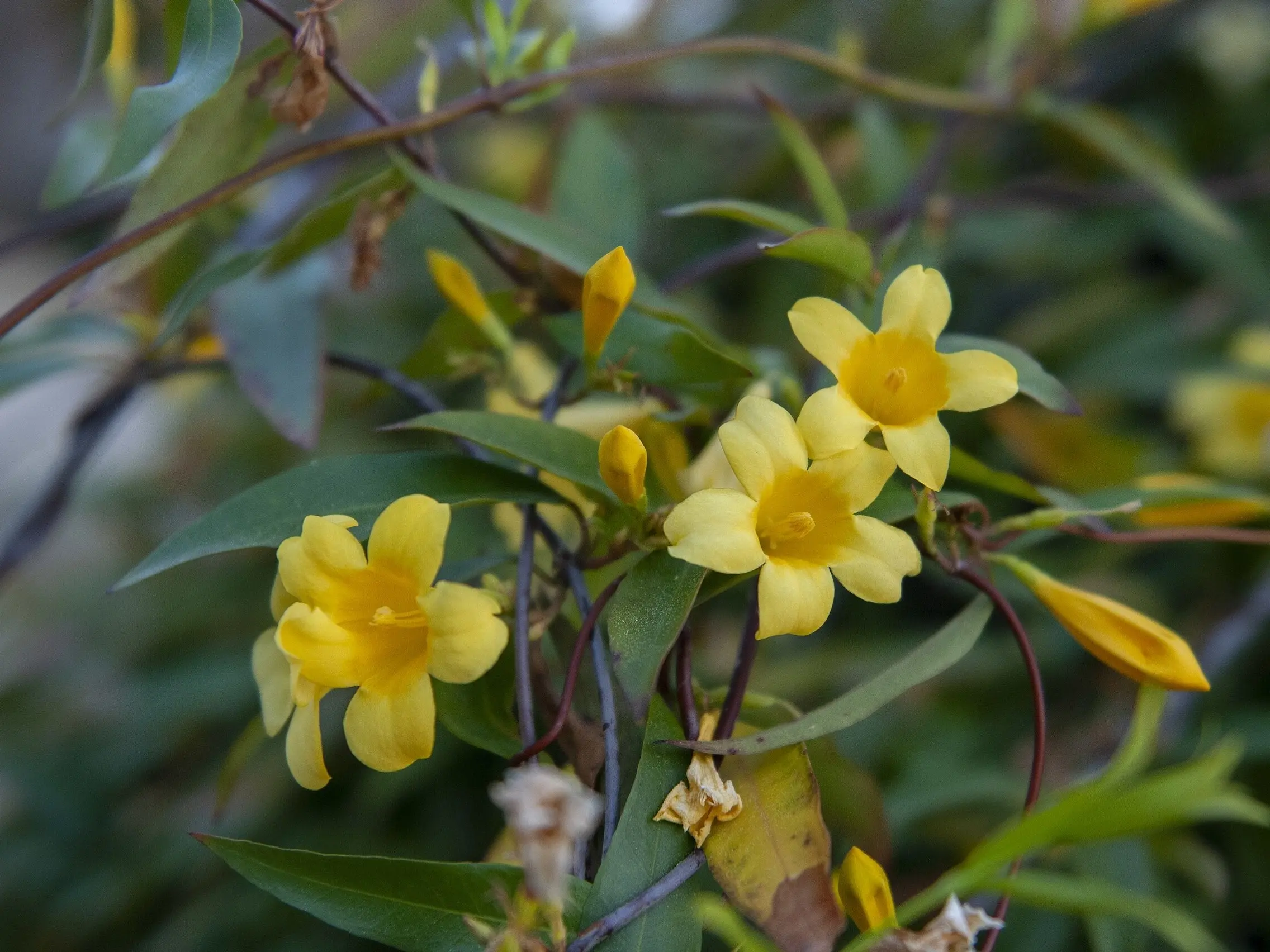 Yellow Jasmine