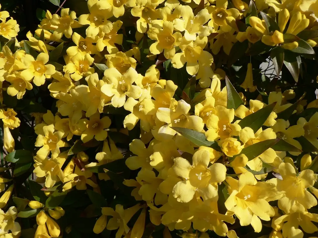 Yellow Jasmine