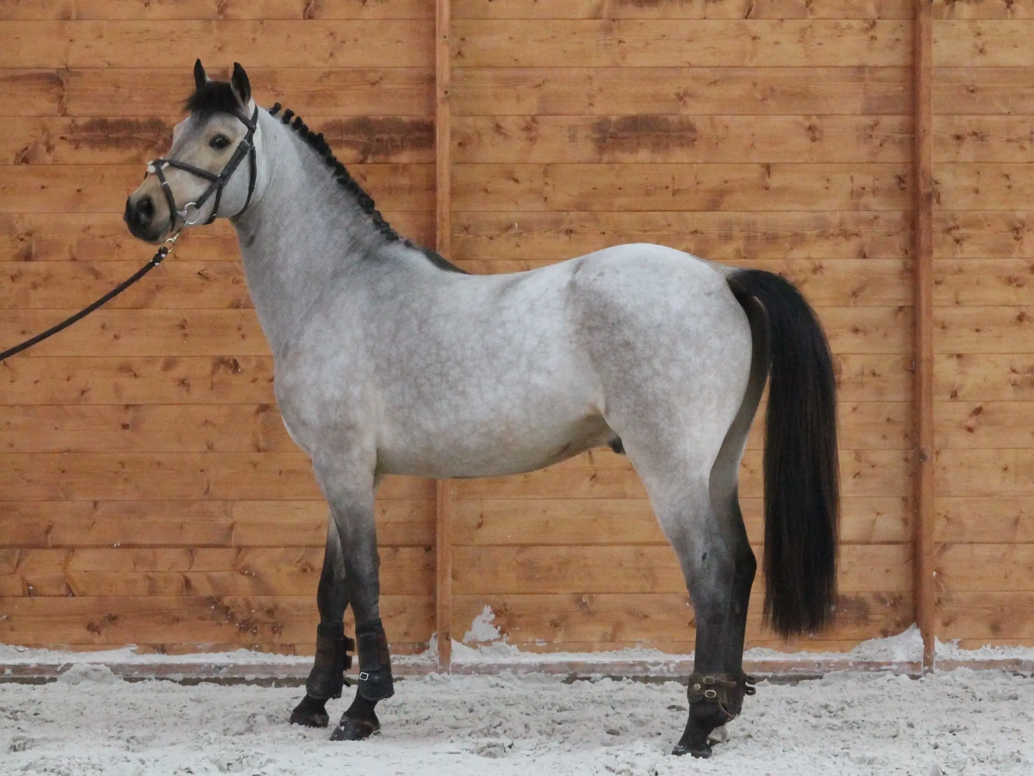 Sealskin horse