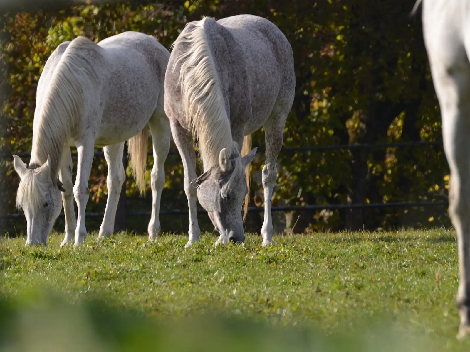 Deutsches Reitpony