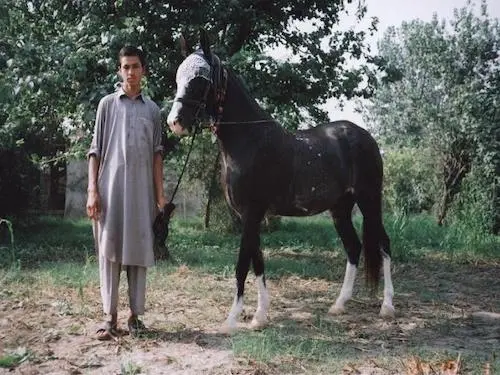 Ghazi Horse