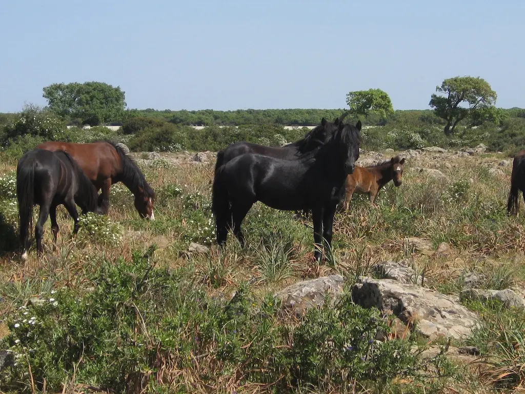 Sardinian