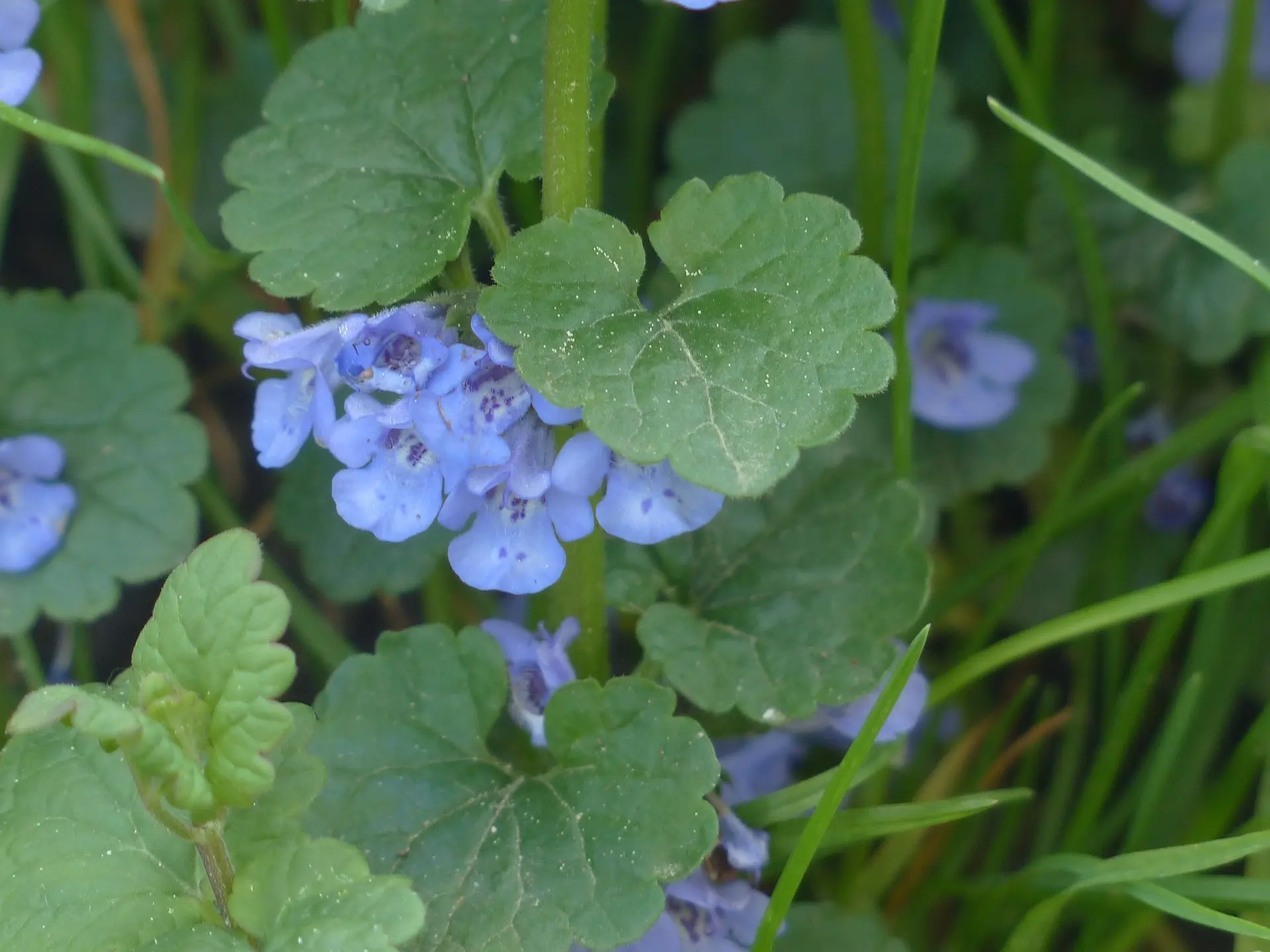 Field Balm