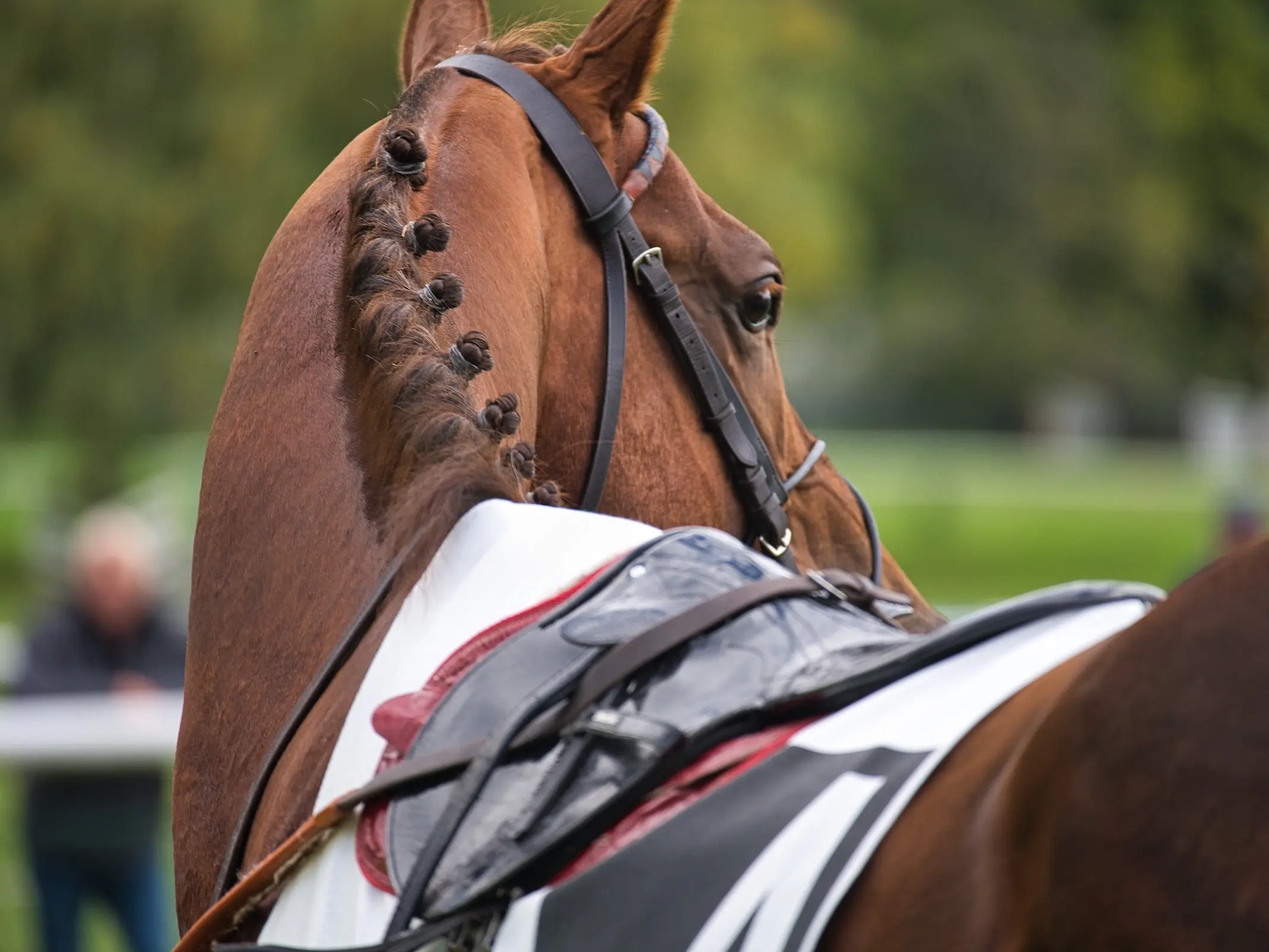 racehorse on a racetrack