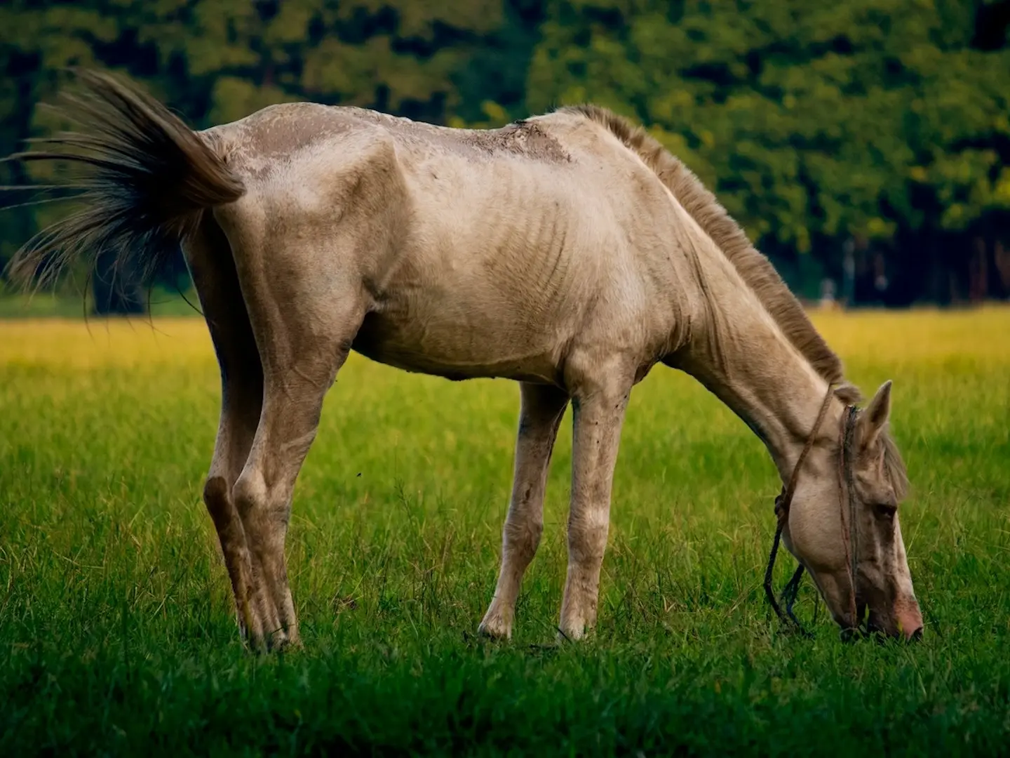 Gold champagne Horse