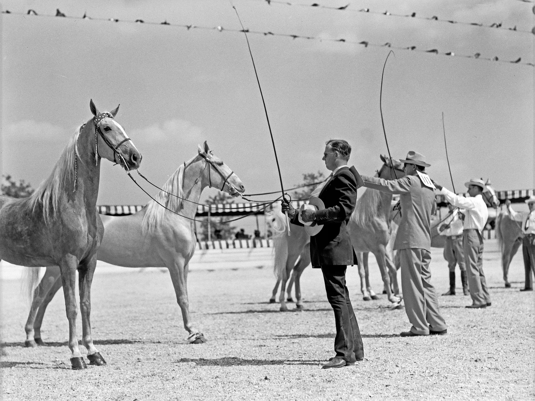 Golden American Saddlebred