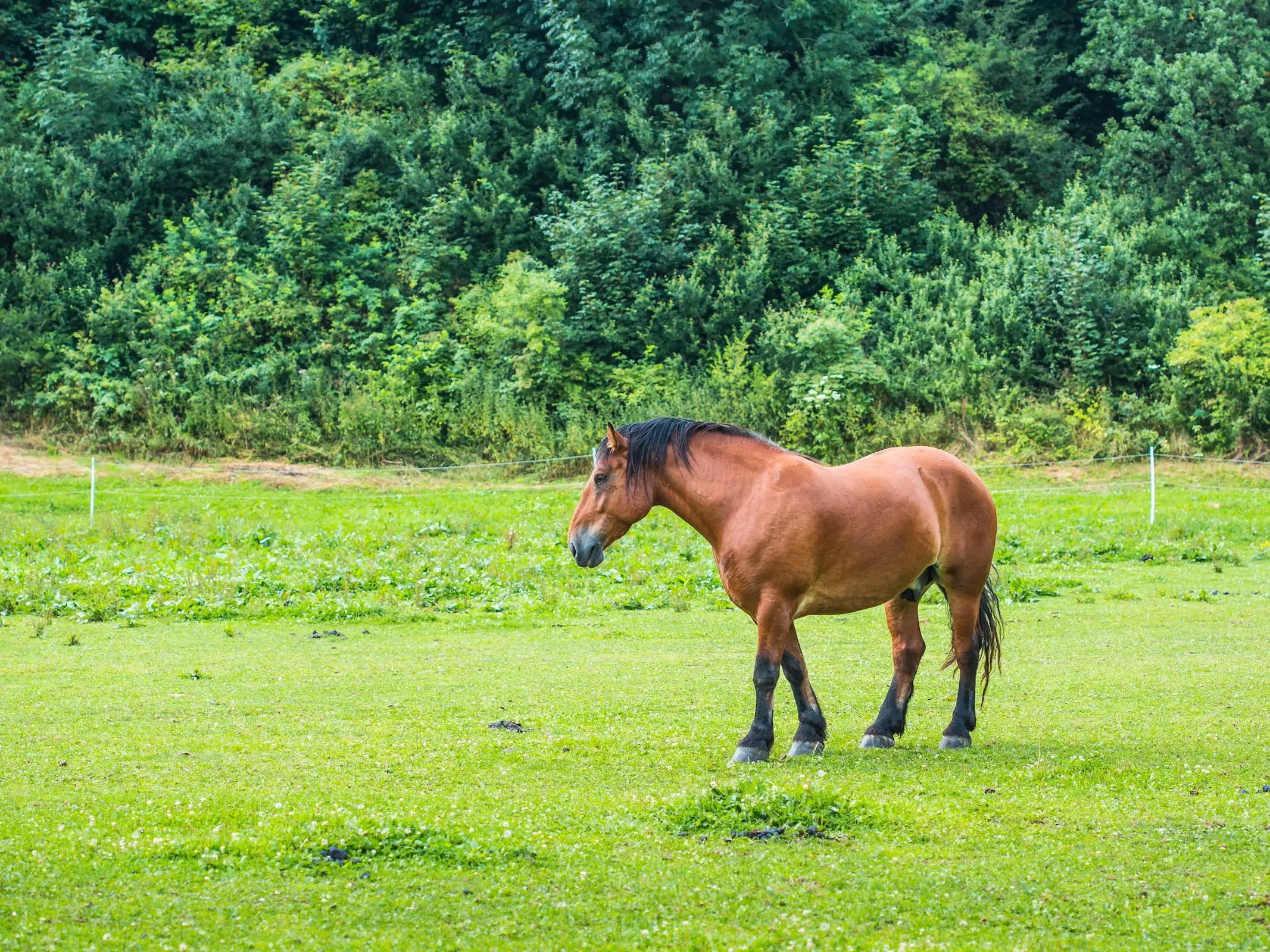 Golden bay horse