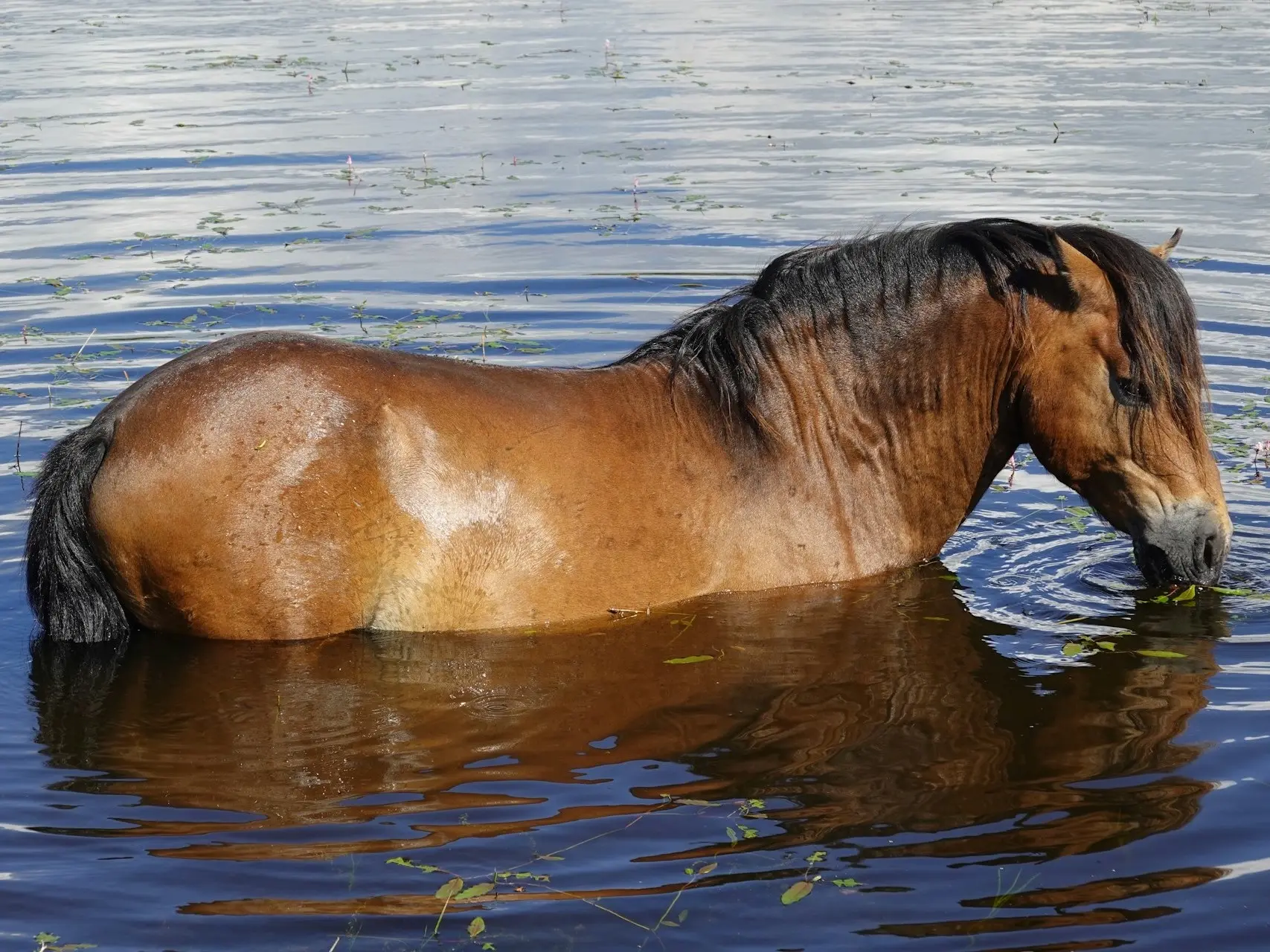 Golden bay horse